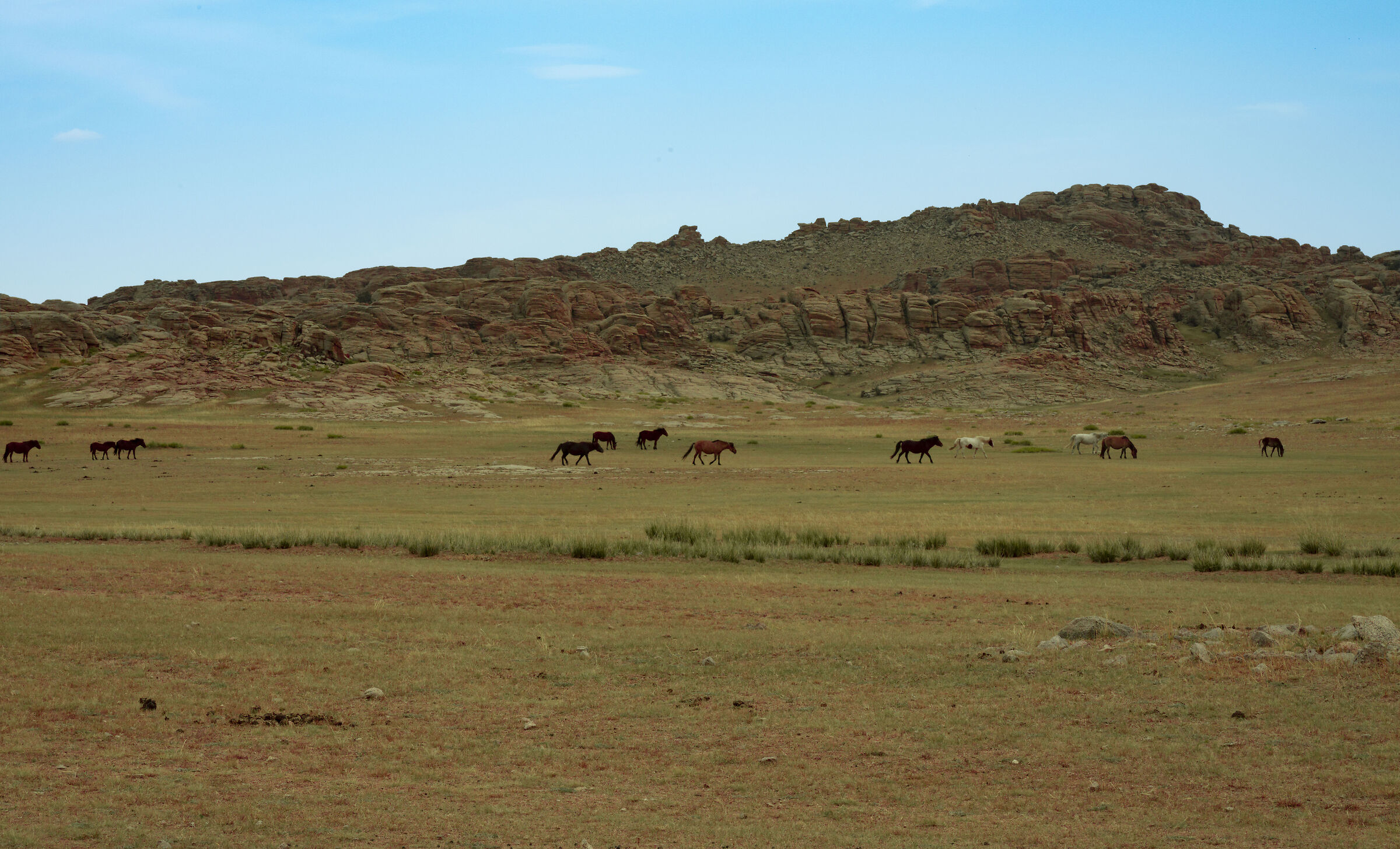 Gobi horses