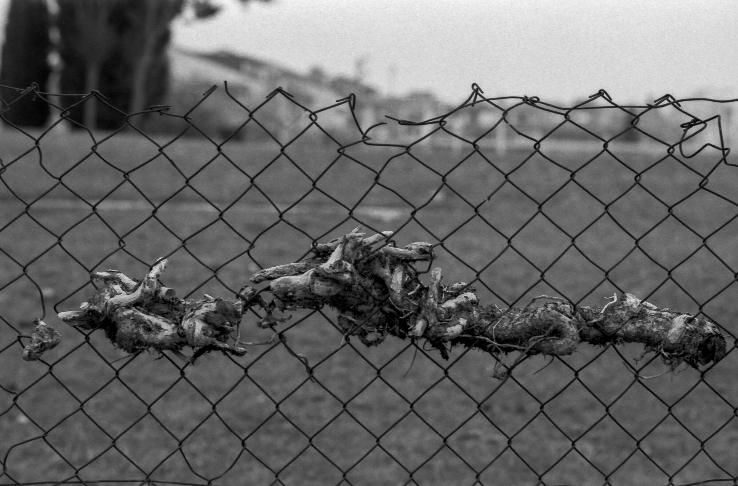 leica R7