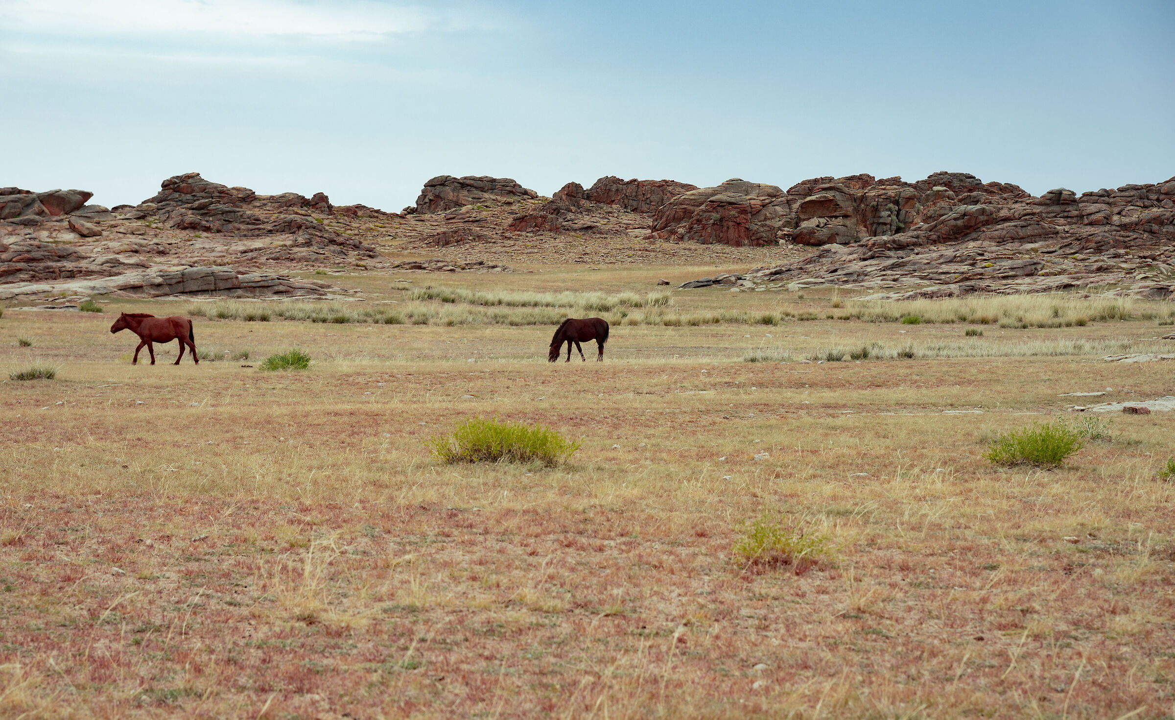 Gobi - cavalli in libertà