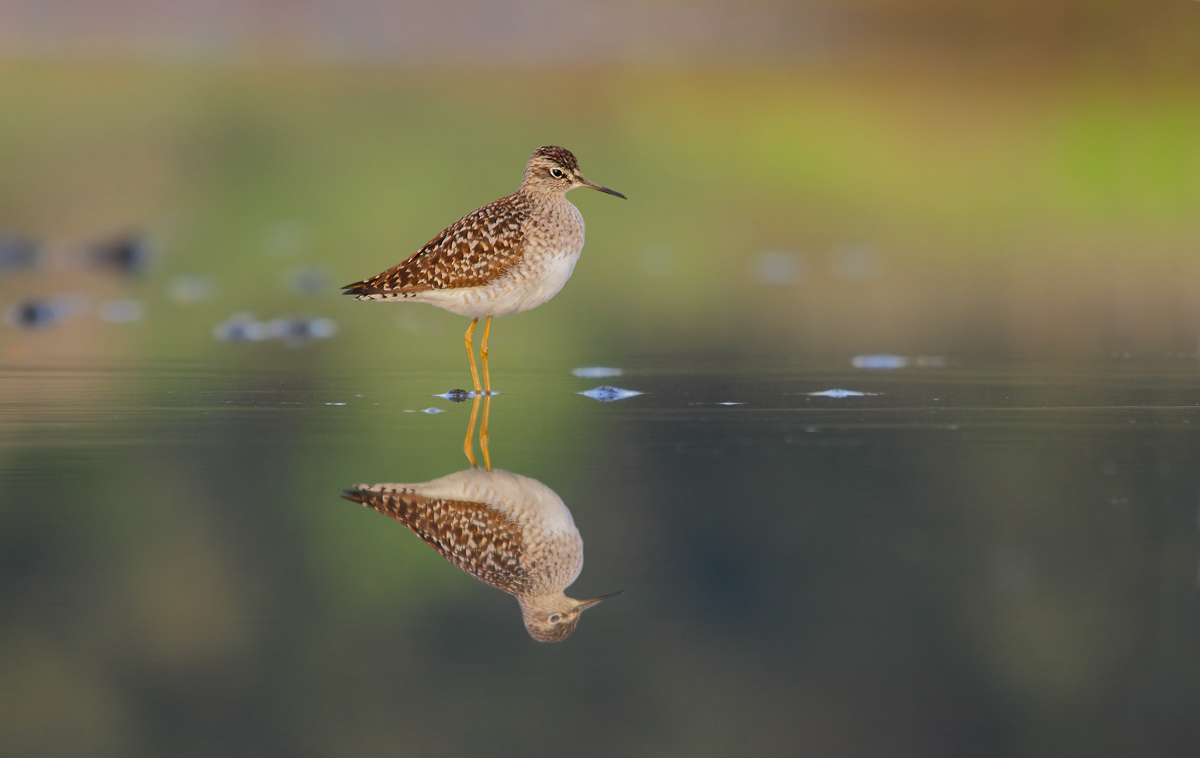 Sandpiper Sandpiper set