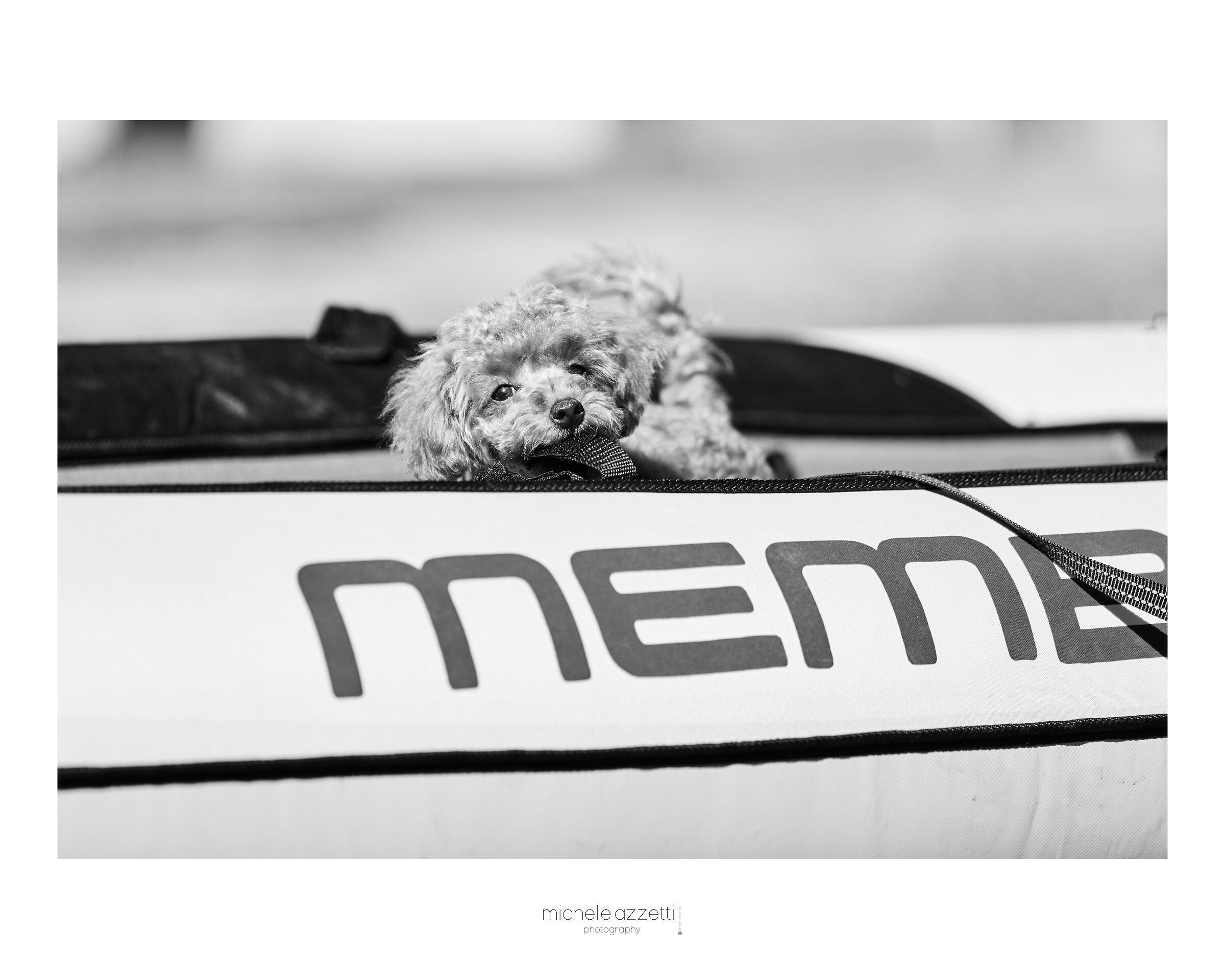 Very young poodle (microscopic)
