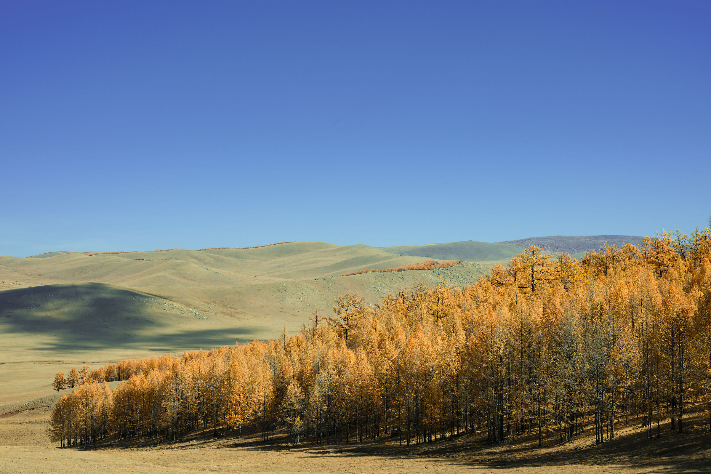 Siberian larches