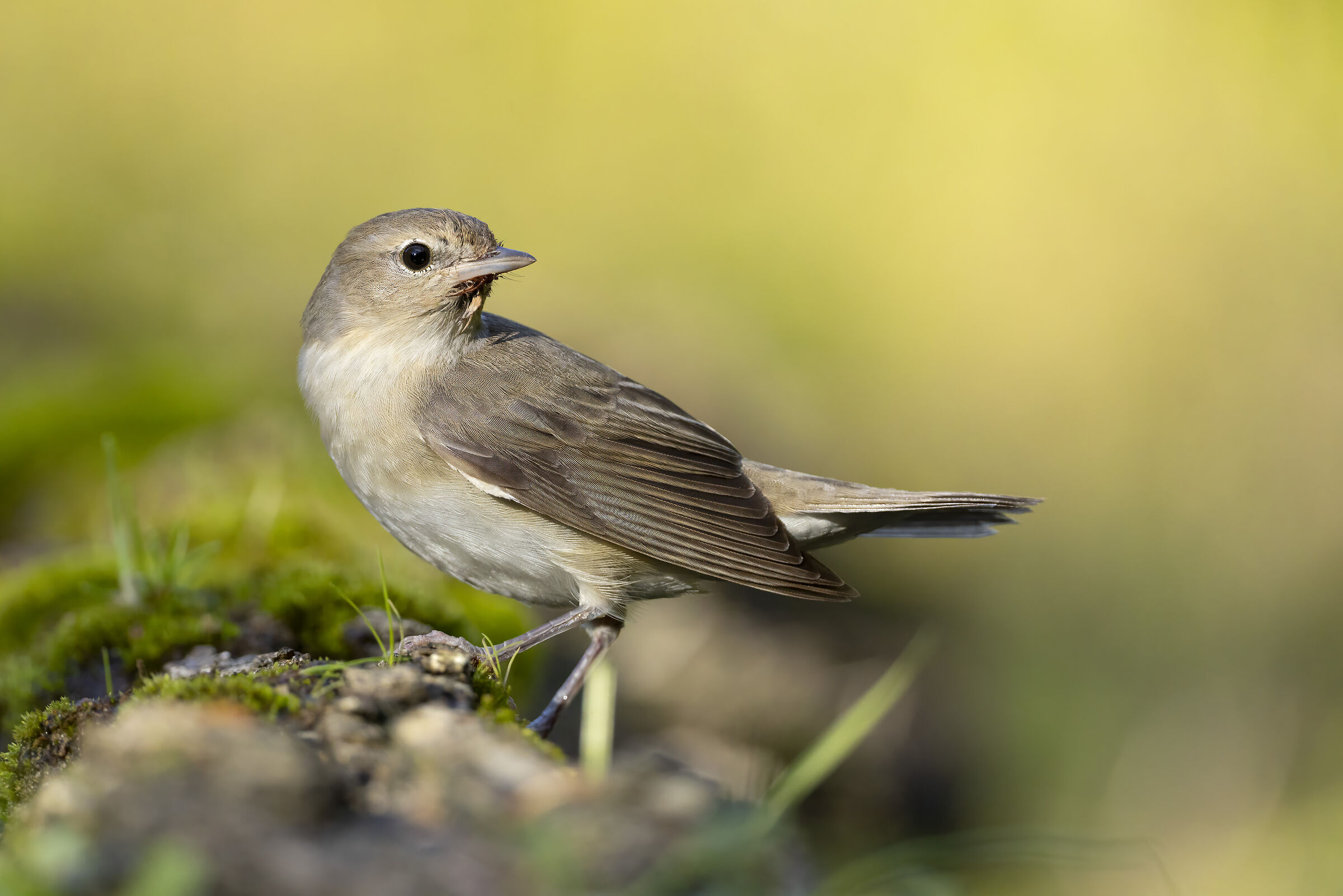 Garden warbler