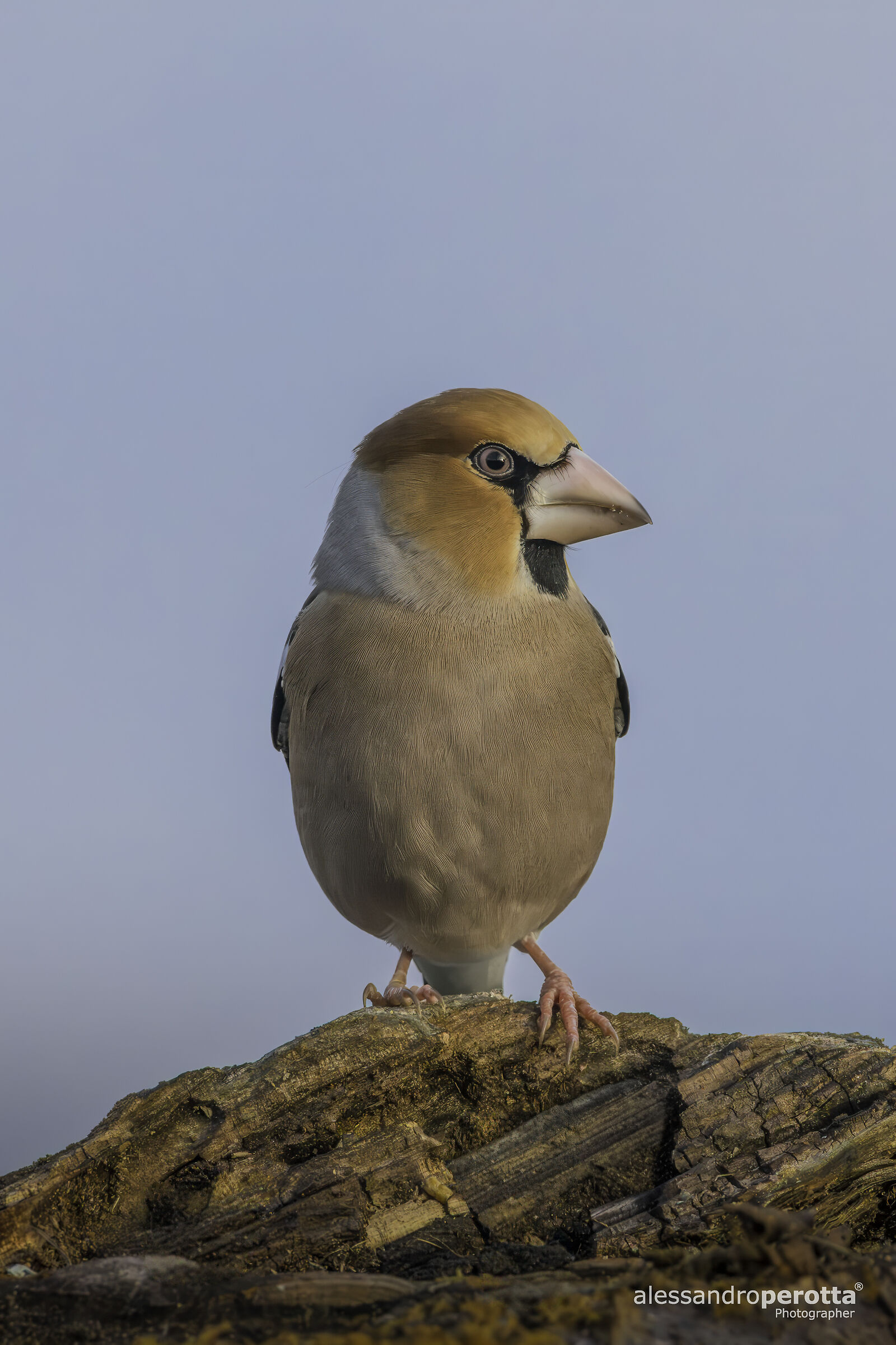 Coccothraustes coccothraustes