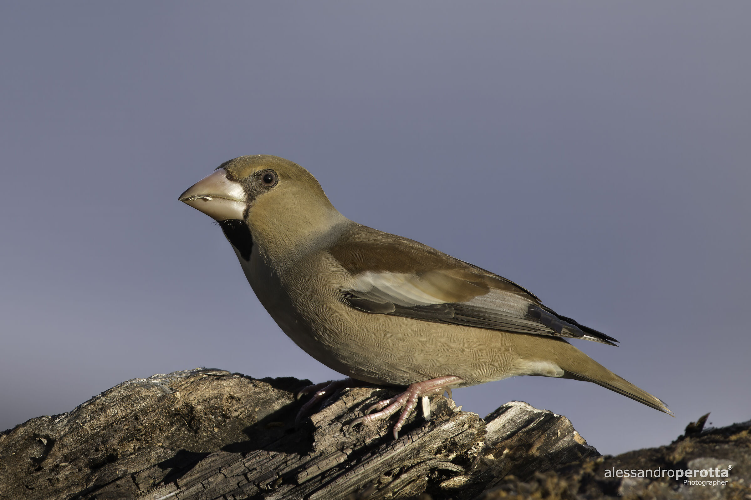 Coccothraustes coccothraustes