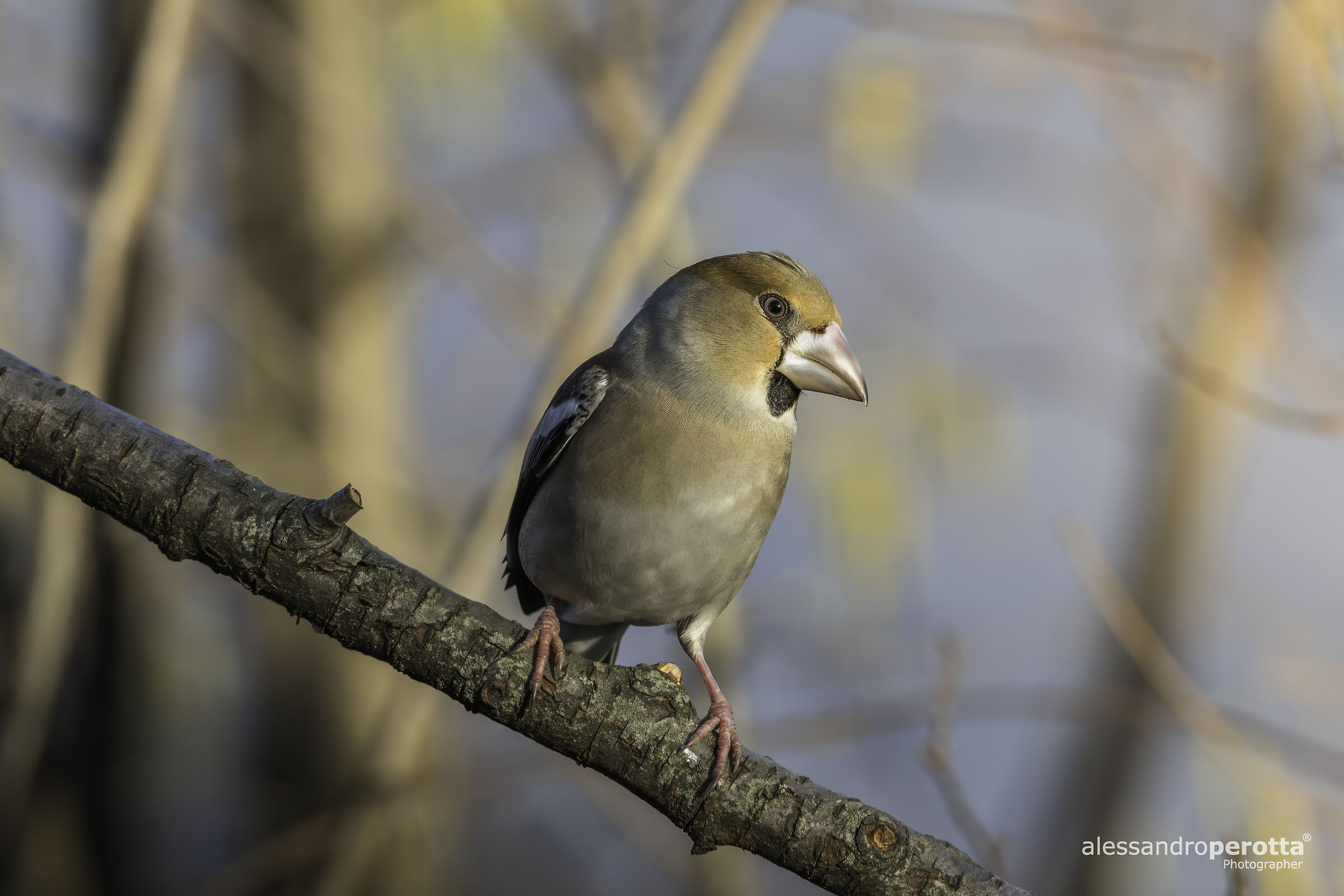 Coccothraustes coccothraustes