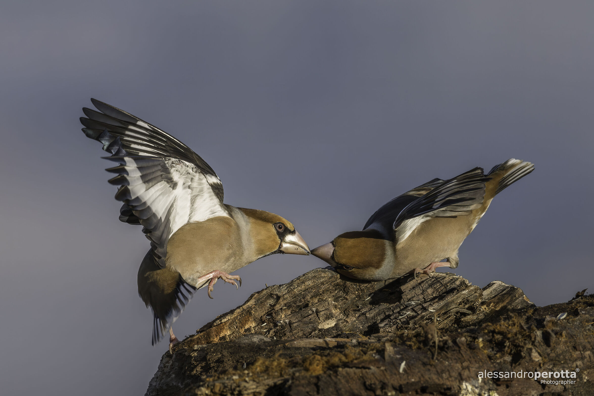 Coccothraustes coccothraustes