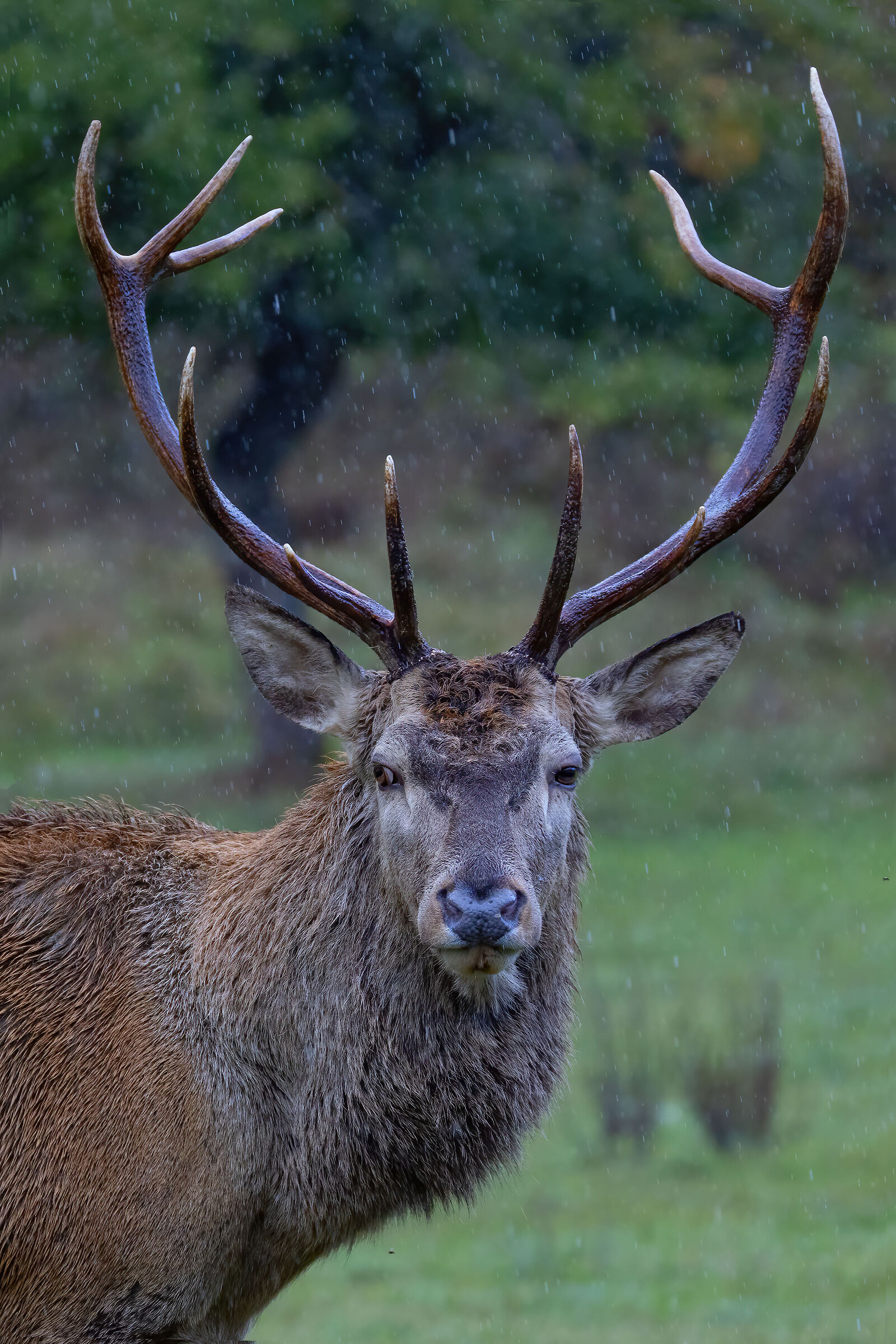 looking straight into each other's eyes.... in the rain..