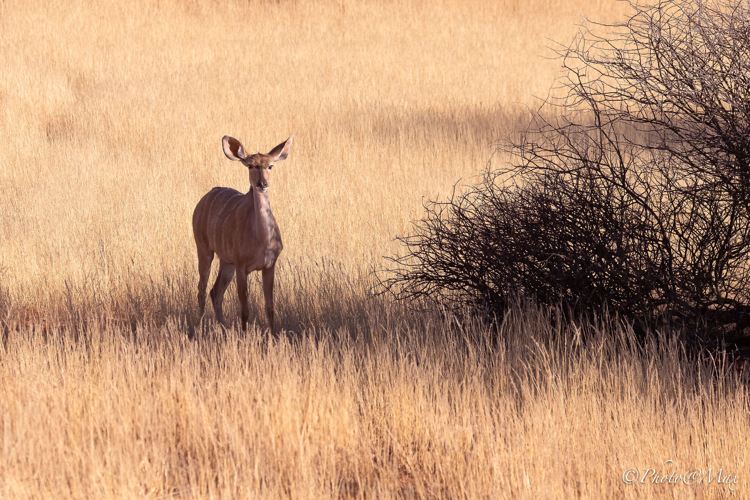 Kudu