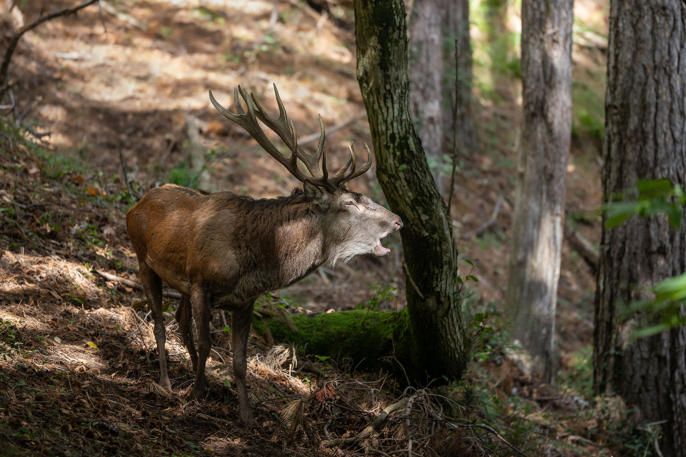 The voice of the forest
