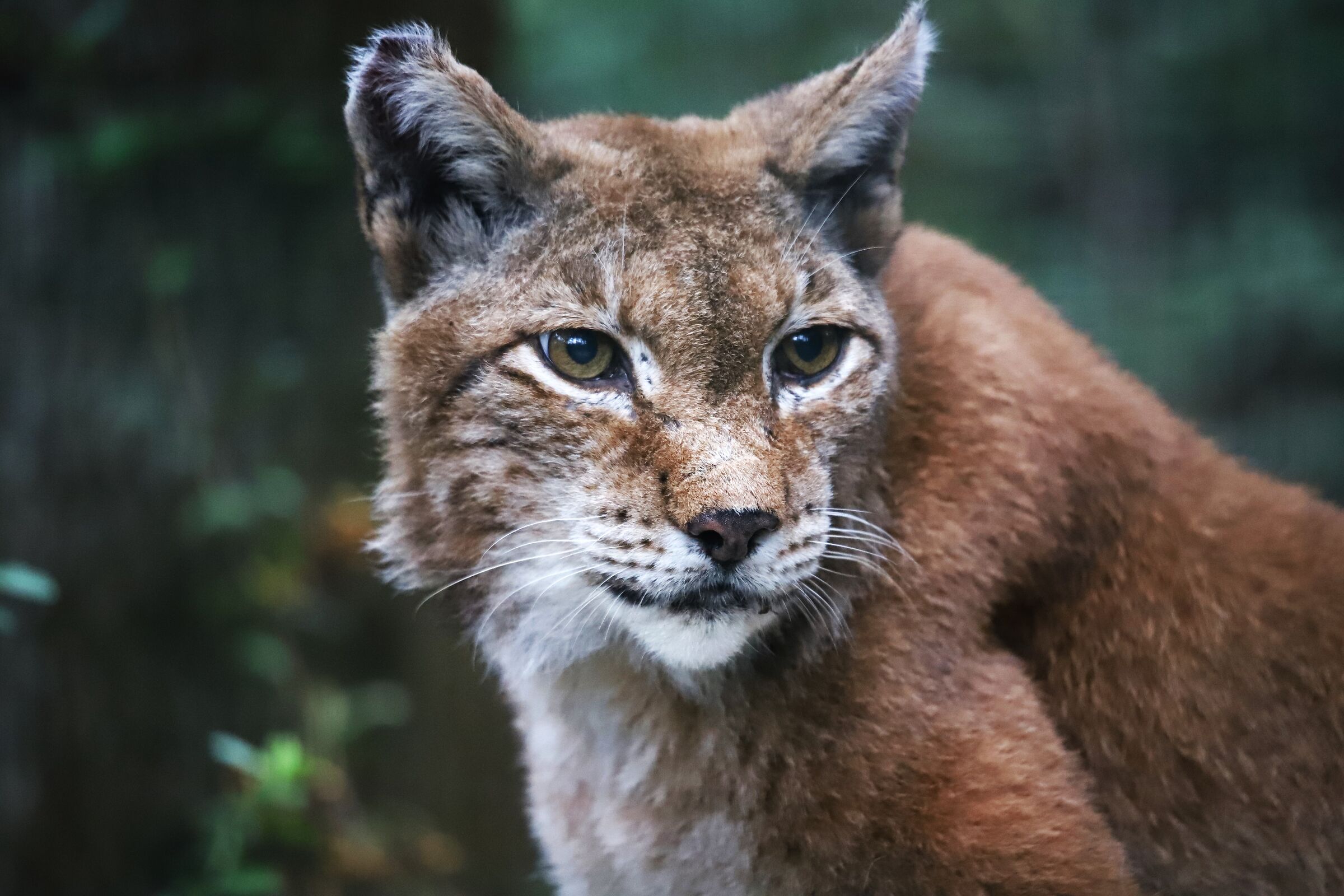 European lynx