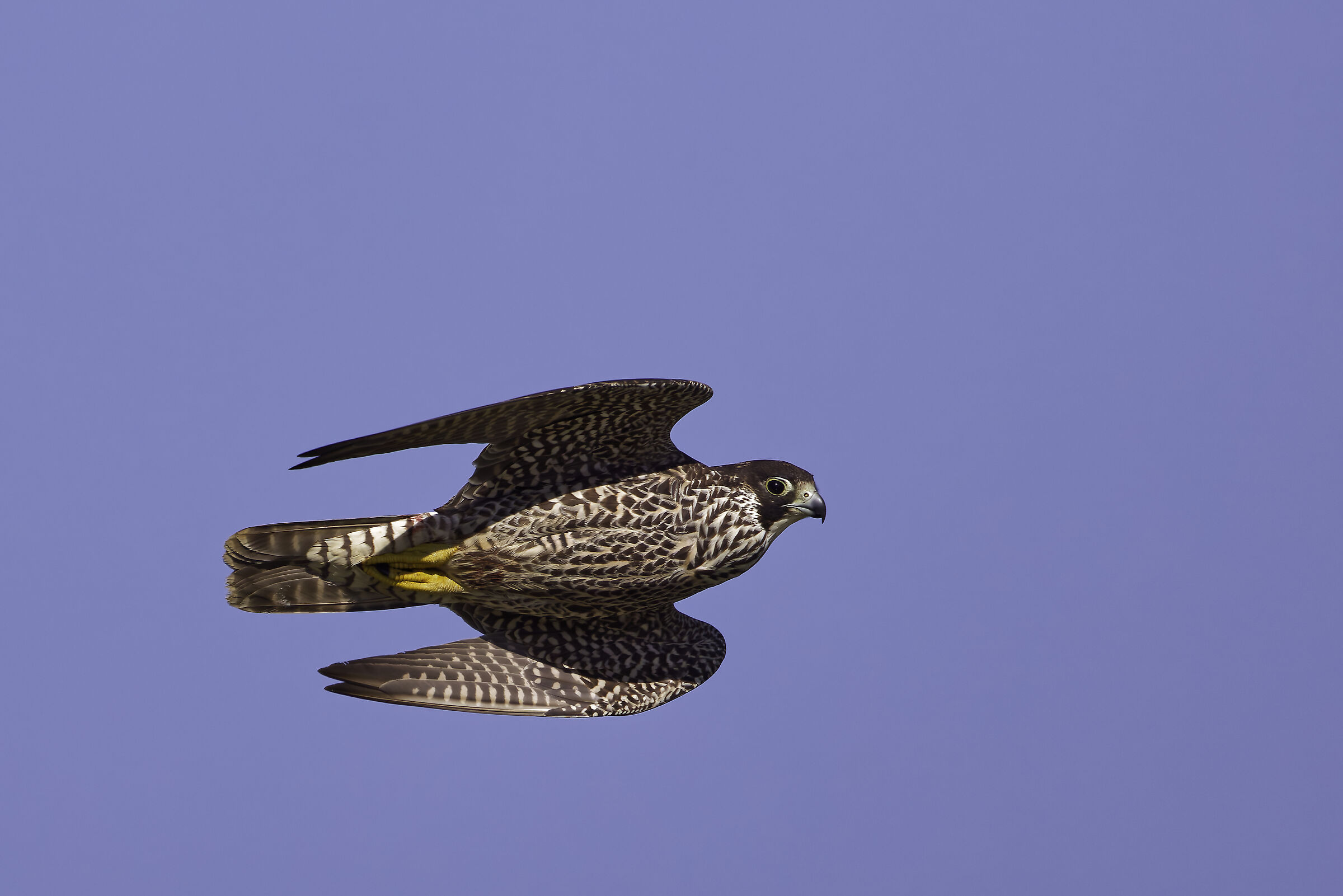 Peregrine falcon hunting