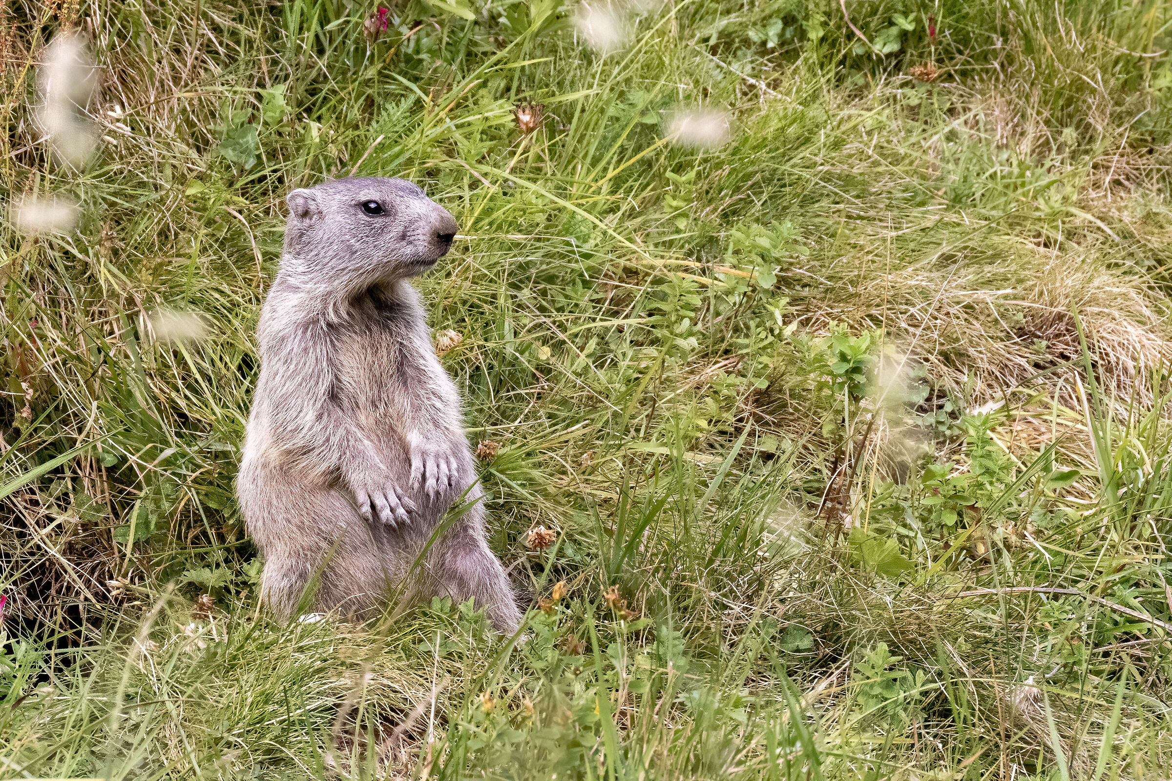 Marmotta