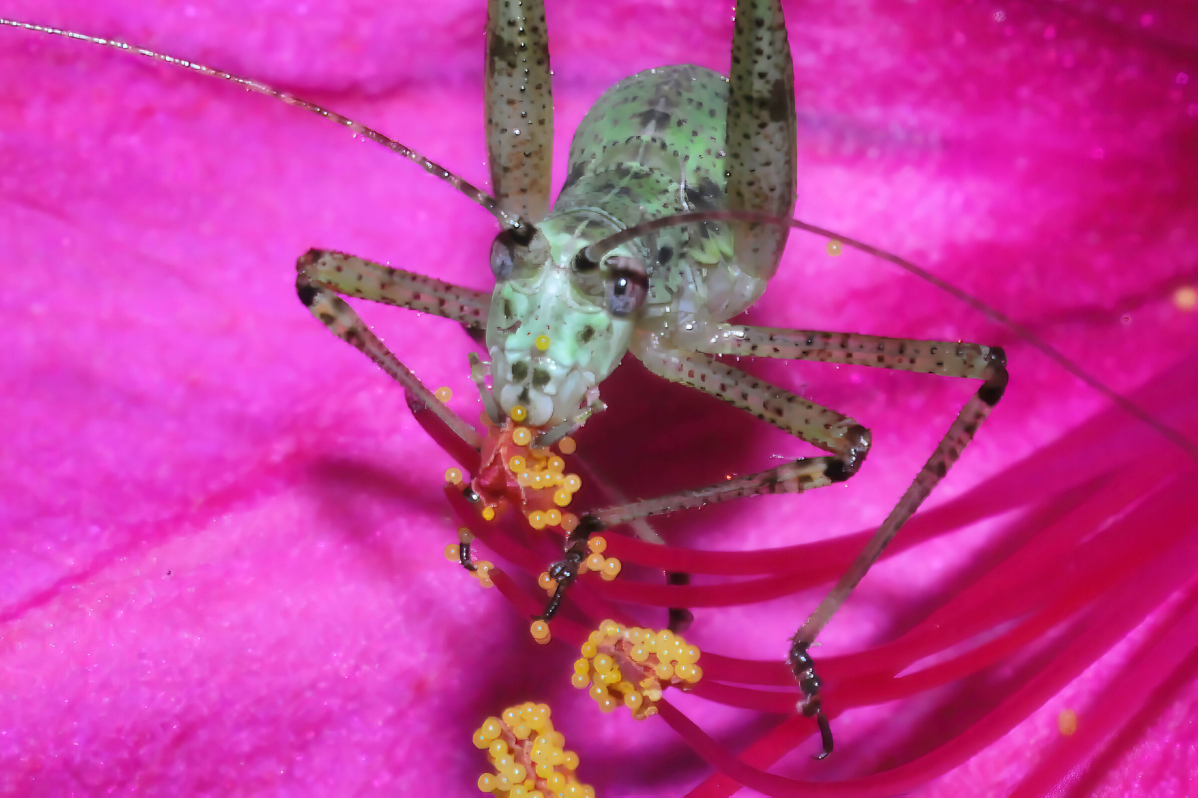 Grillina golosa (Phaneroptera)