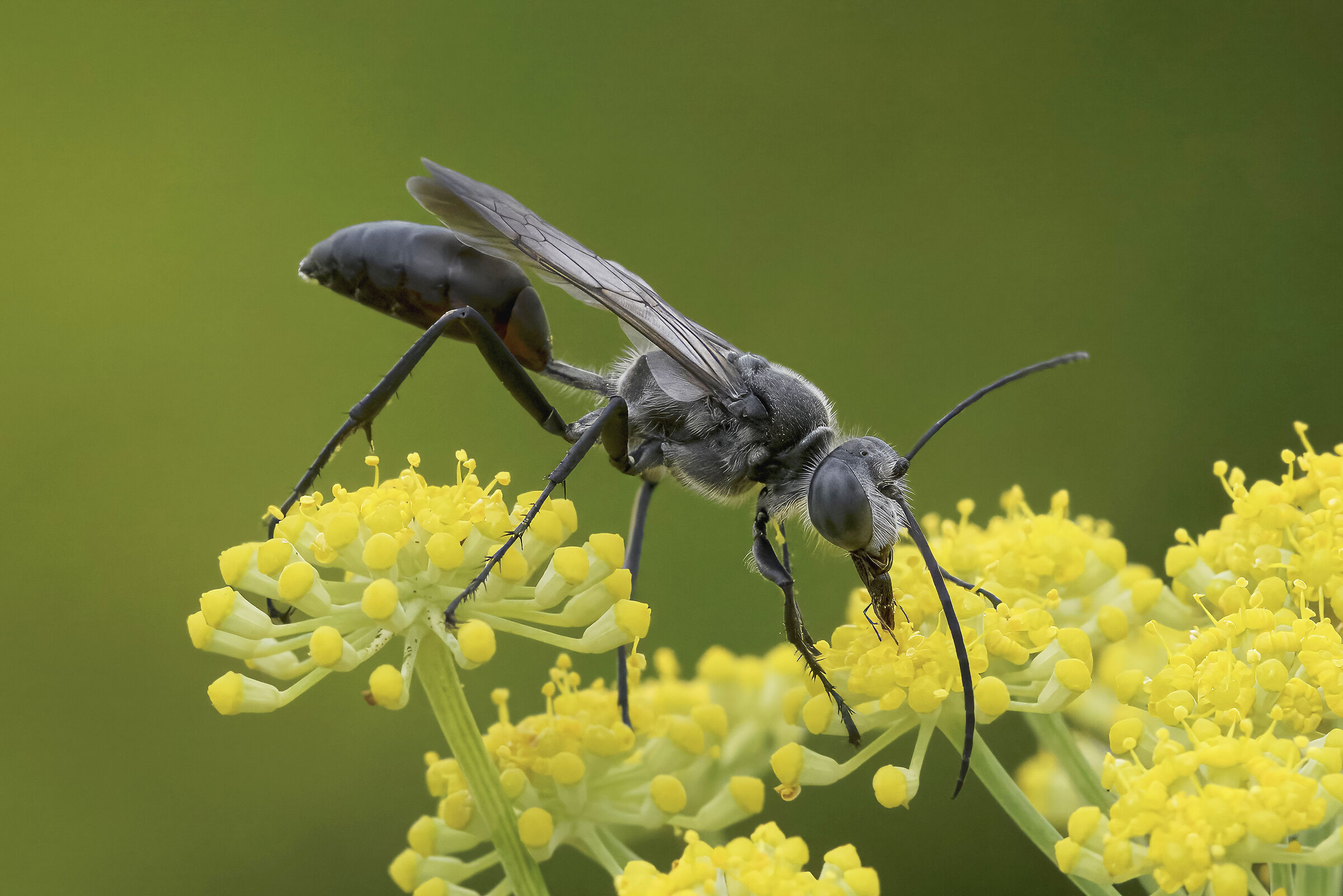 Sphex pruinosus