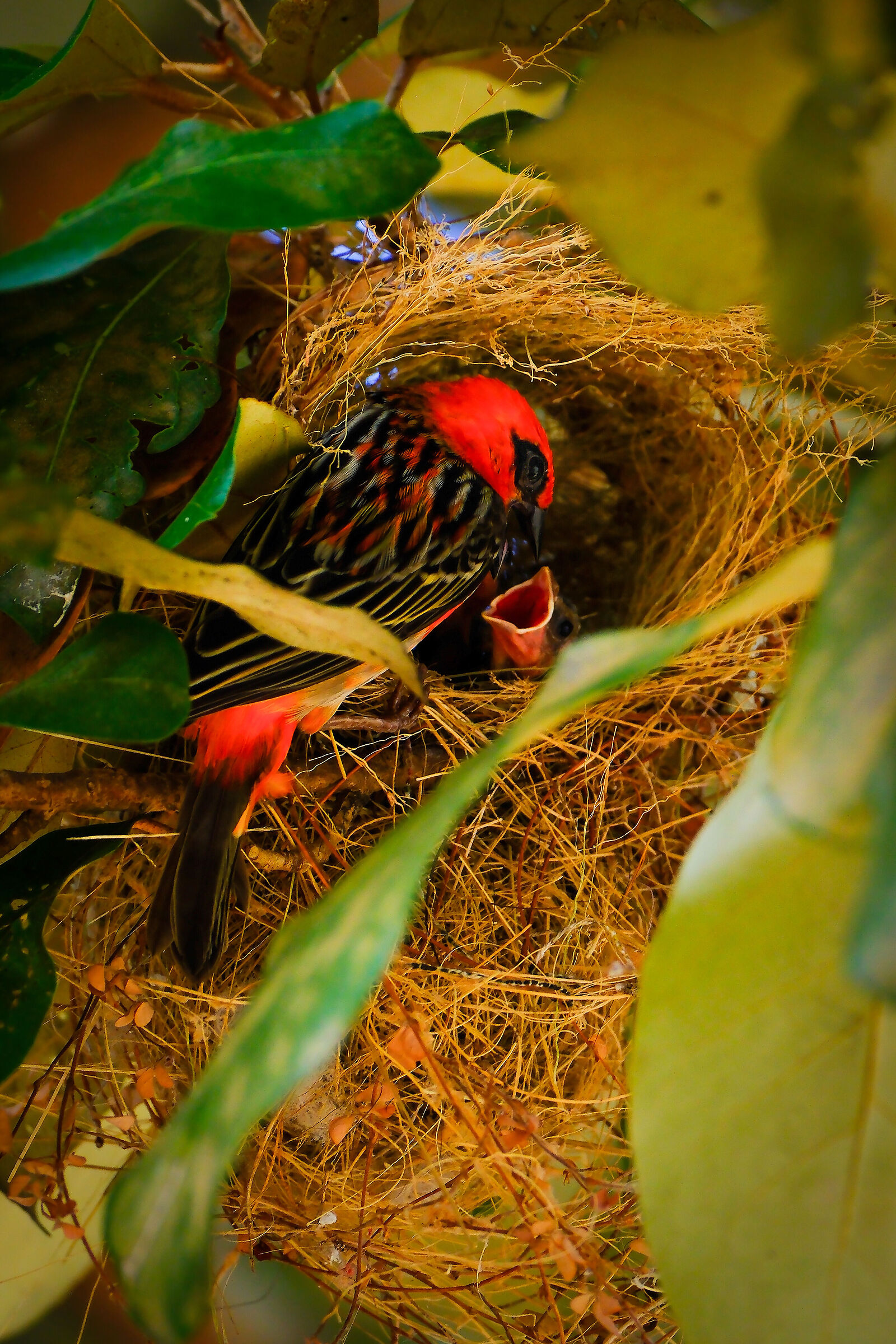 Foudia madagascariensis