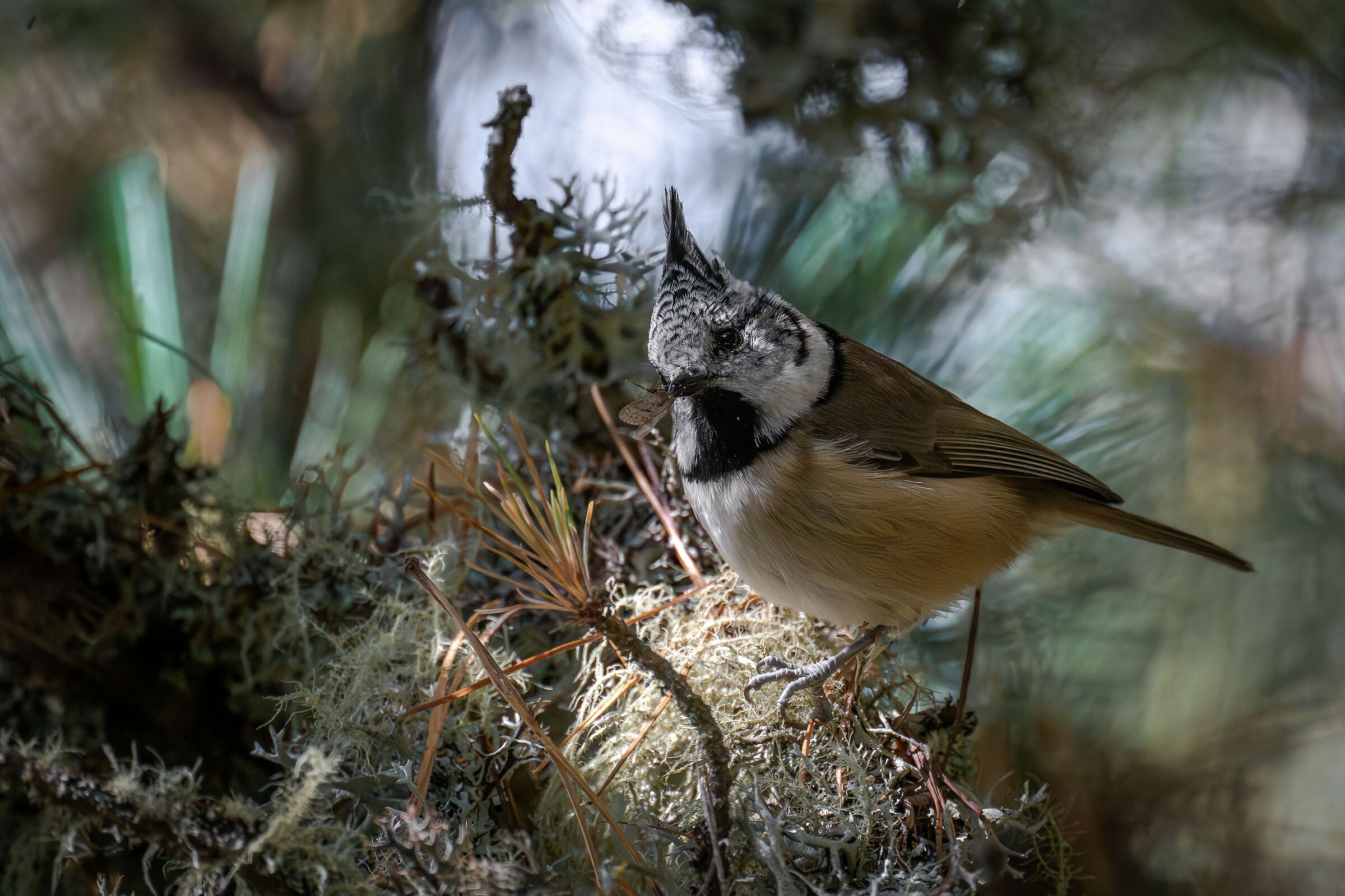 Tufted with prey (natural)