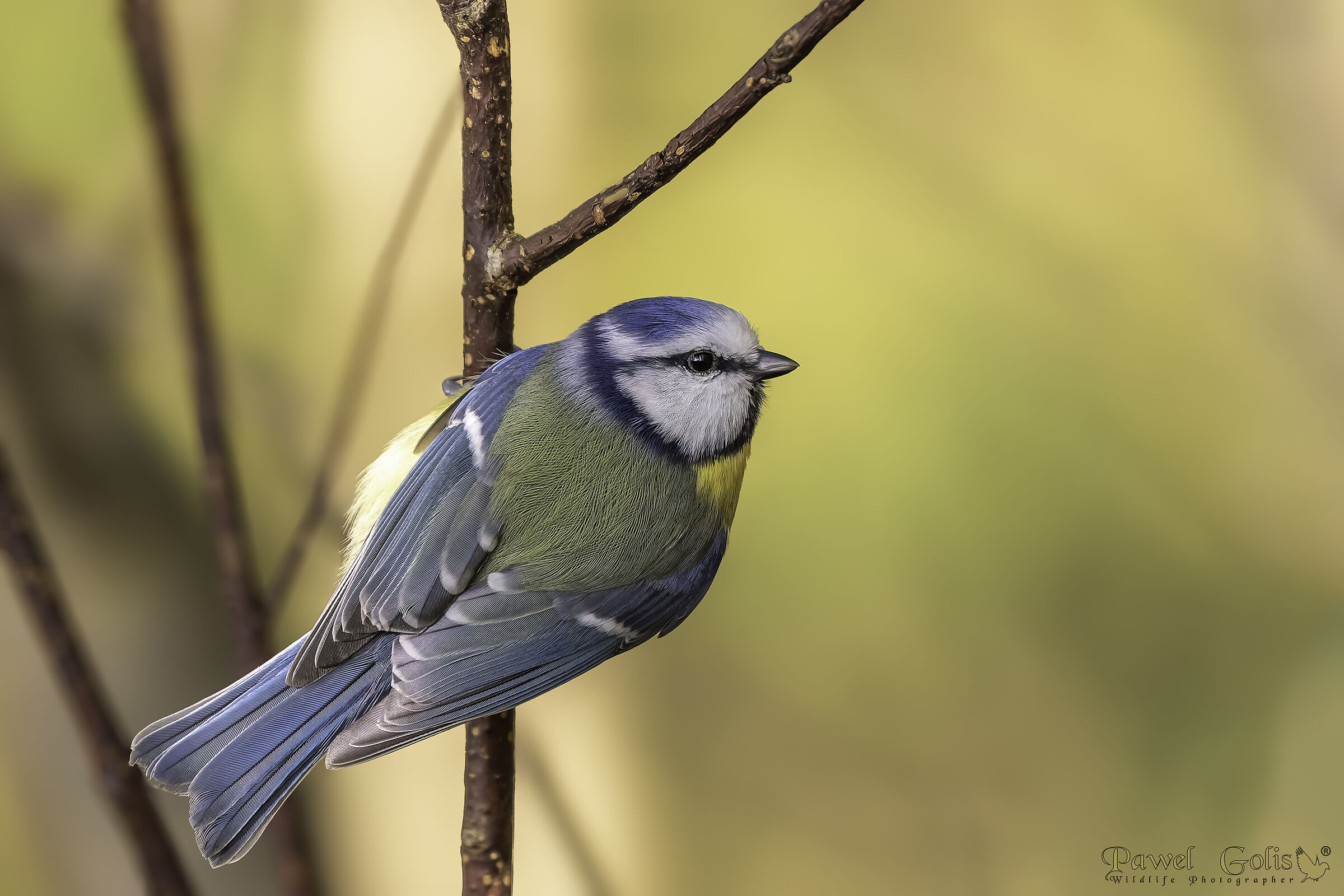 Eurasian blue tit (Cyanistes caeruleus)