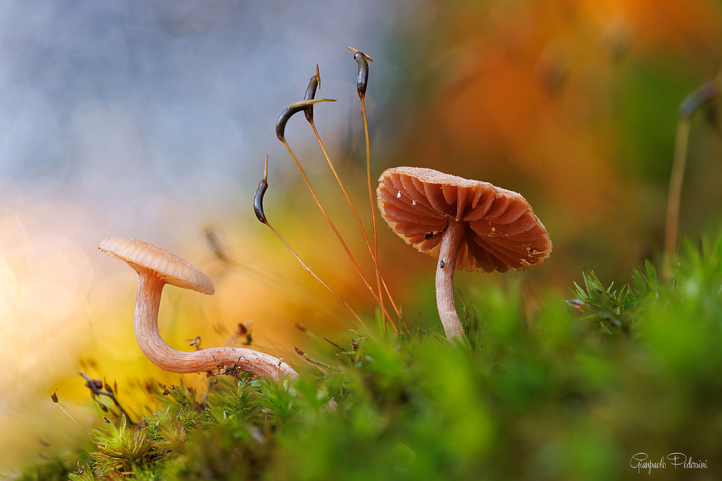 Magie nel sottobosco