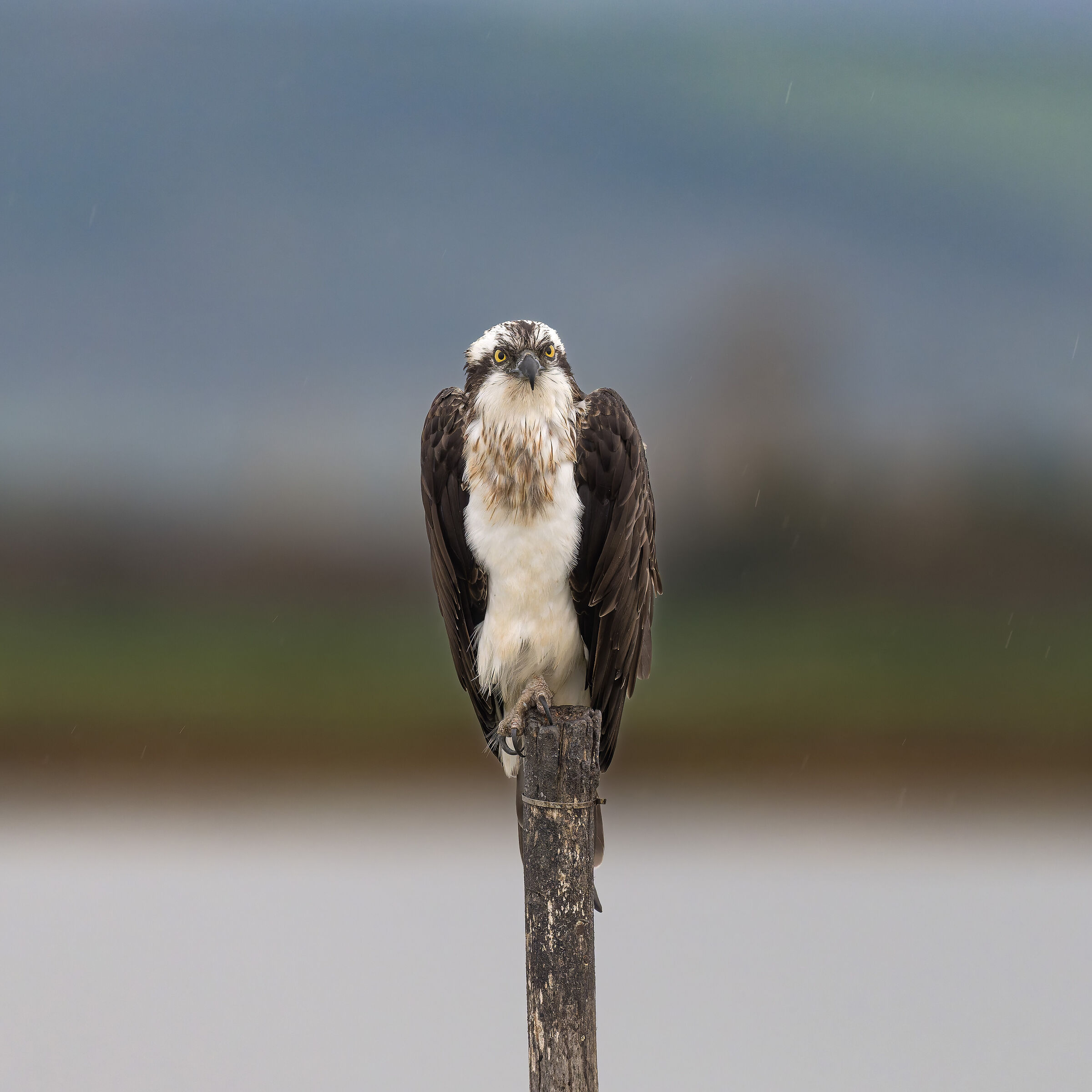 Osprey - Sardinia