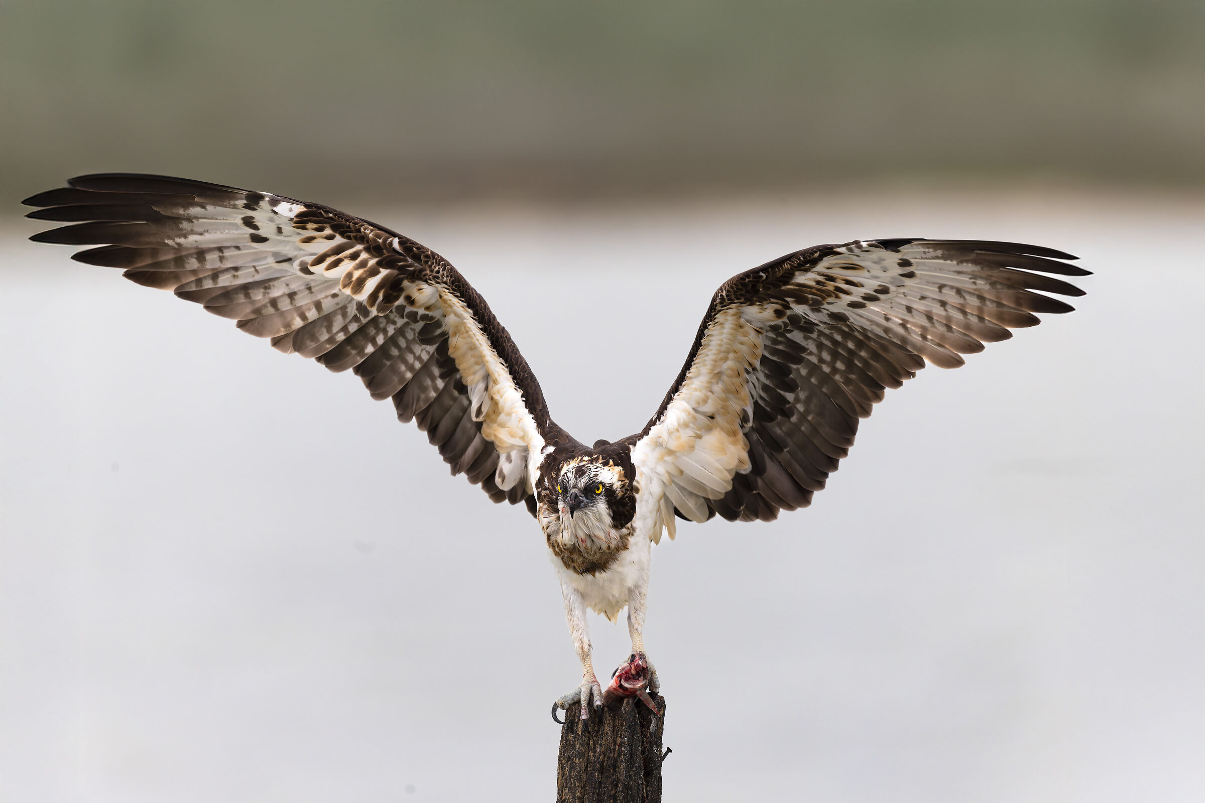 Osprey - Sardinia