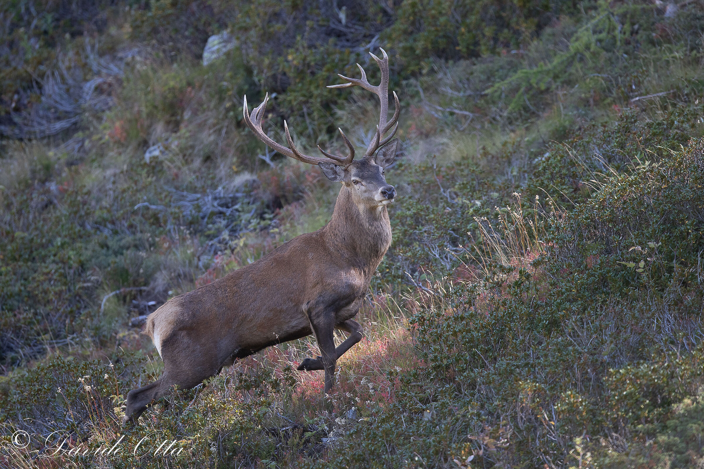 Deer 2025