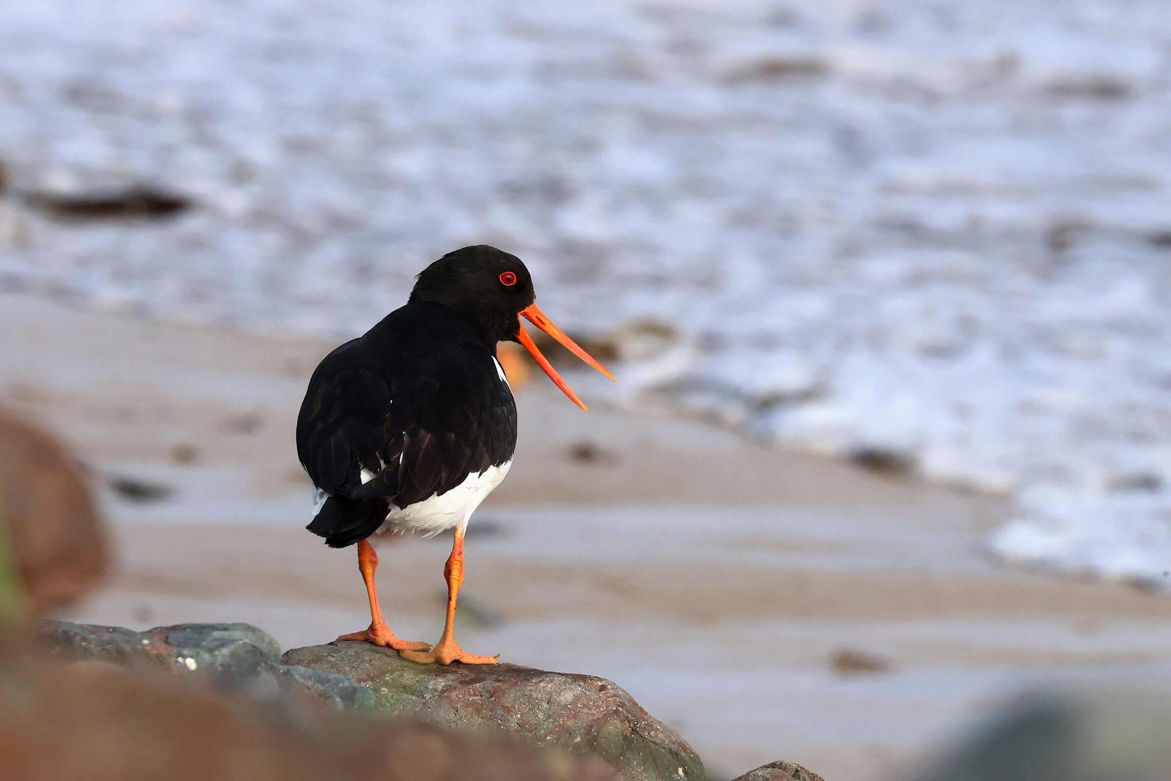 Oystercatcher