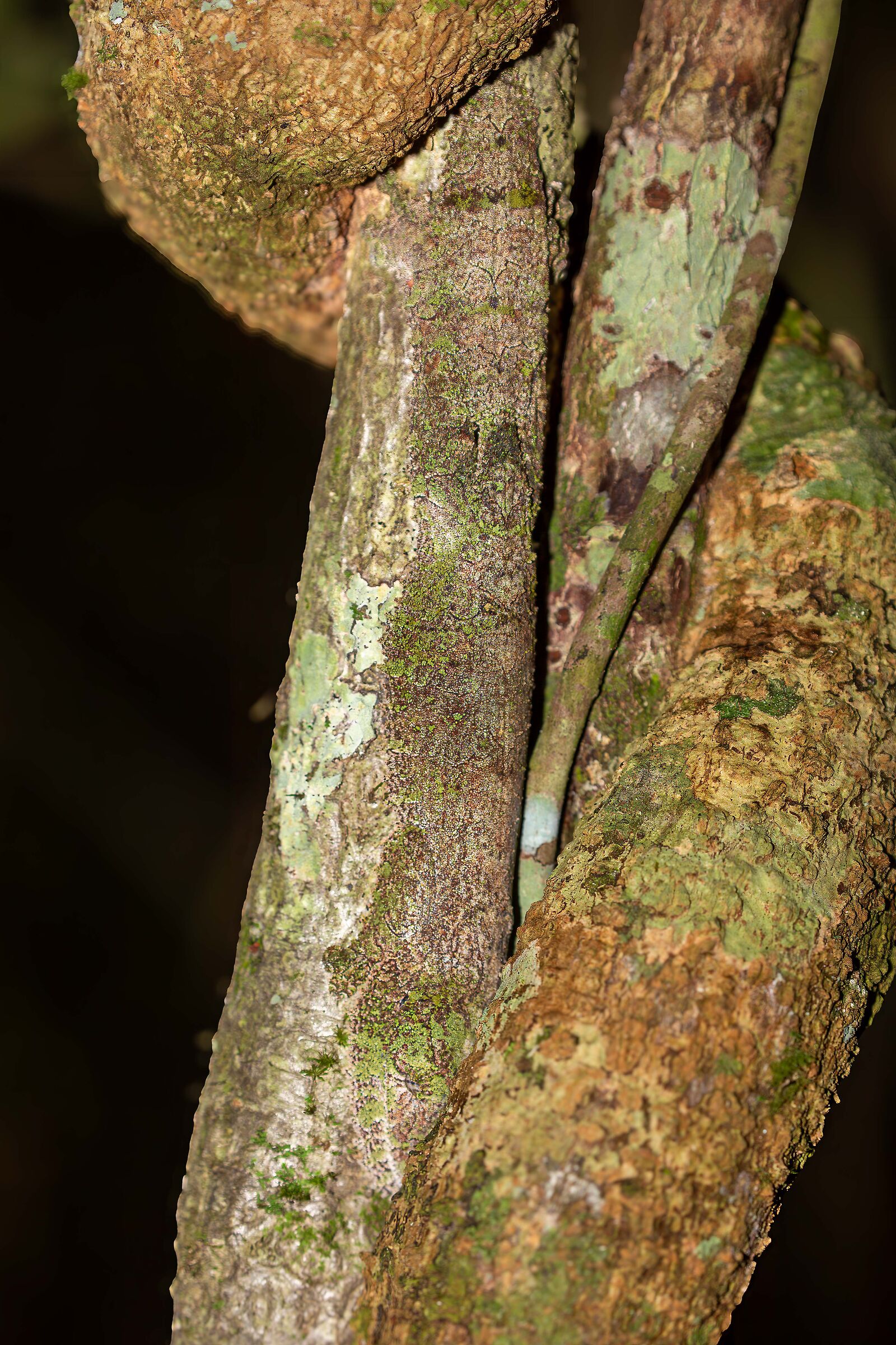 Chi riesce a vedermi?