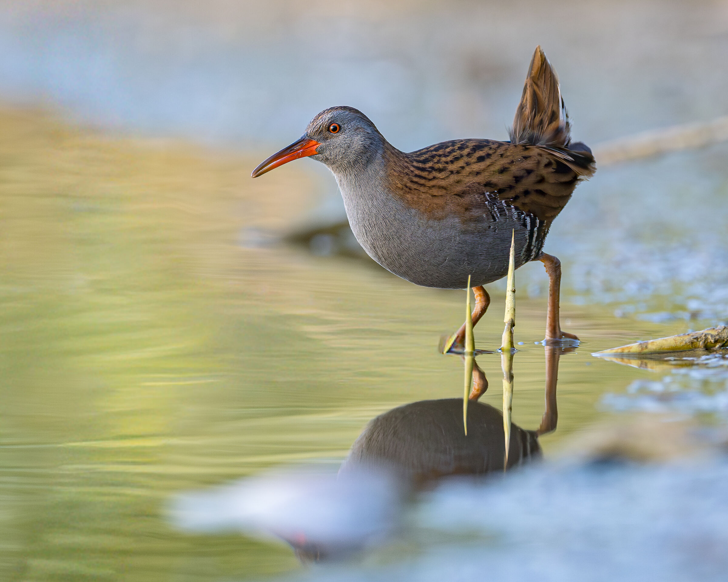 water rail