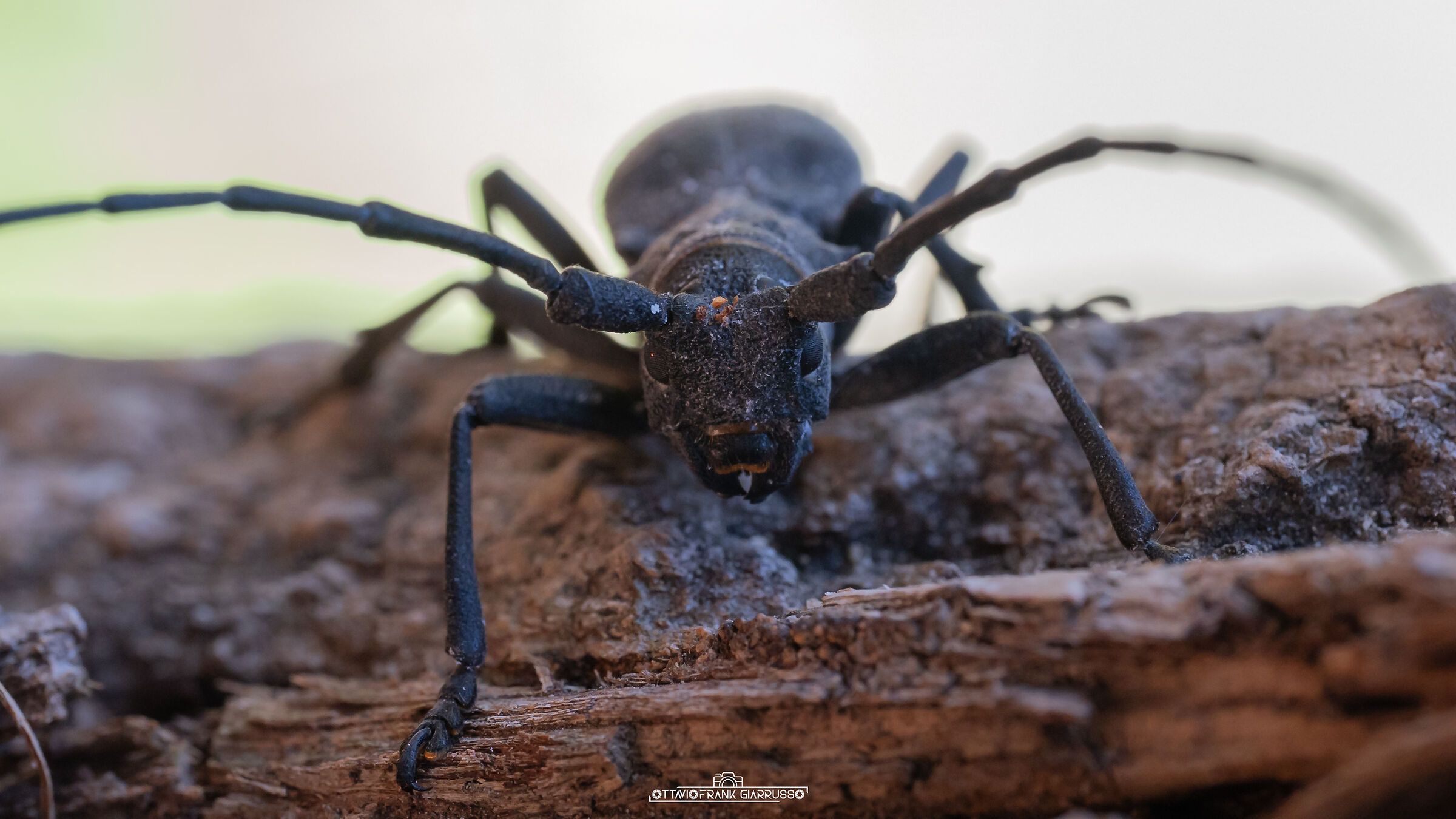 Cerambicidae Anapo 09/2025