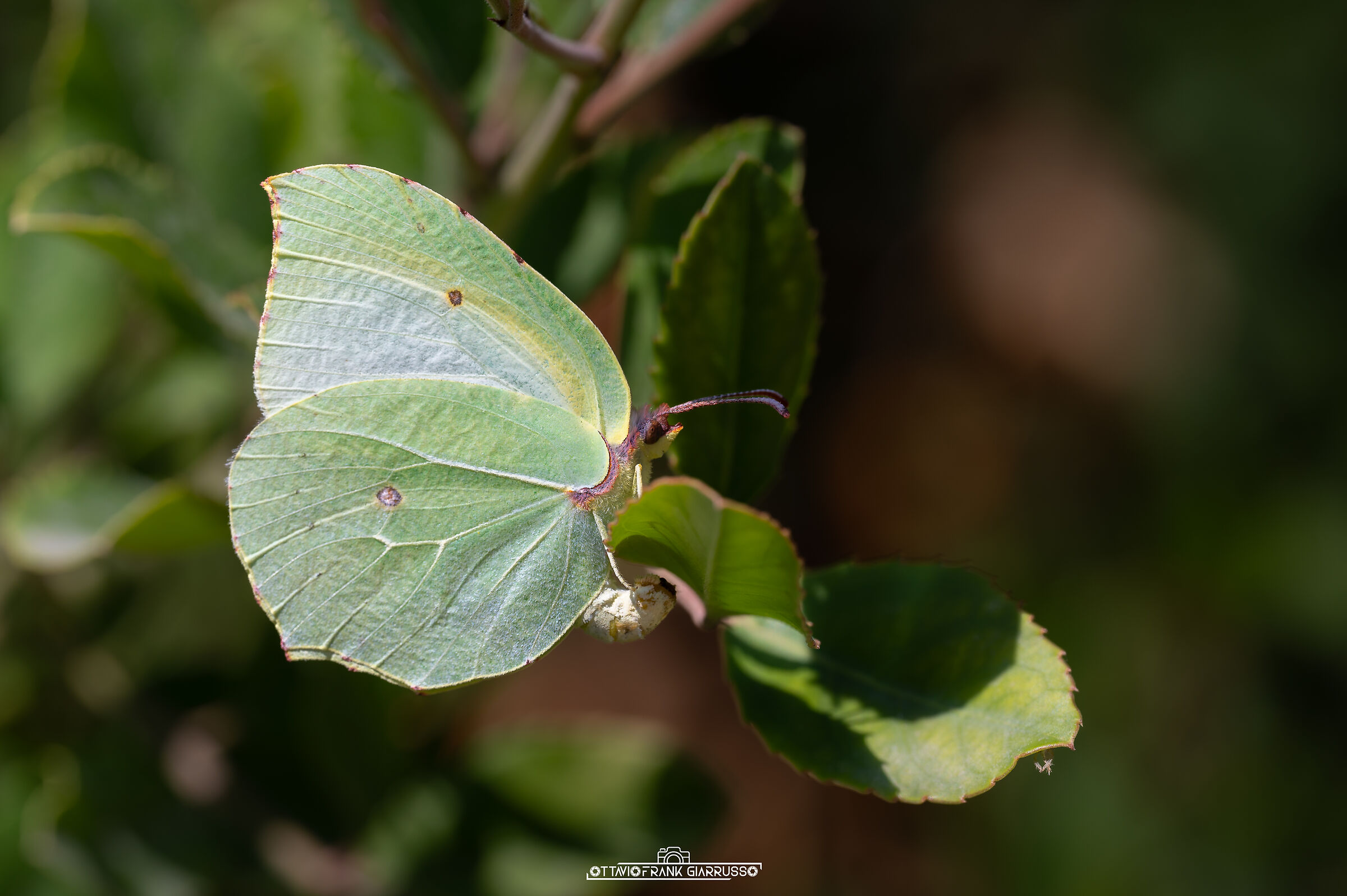 Gonopterix Anapo 09/2025