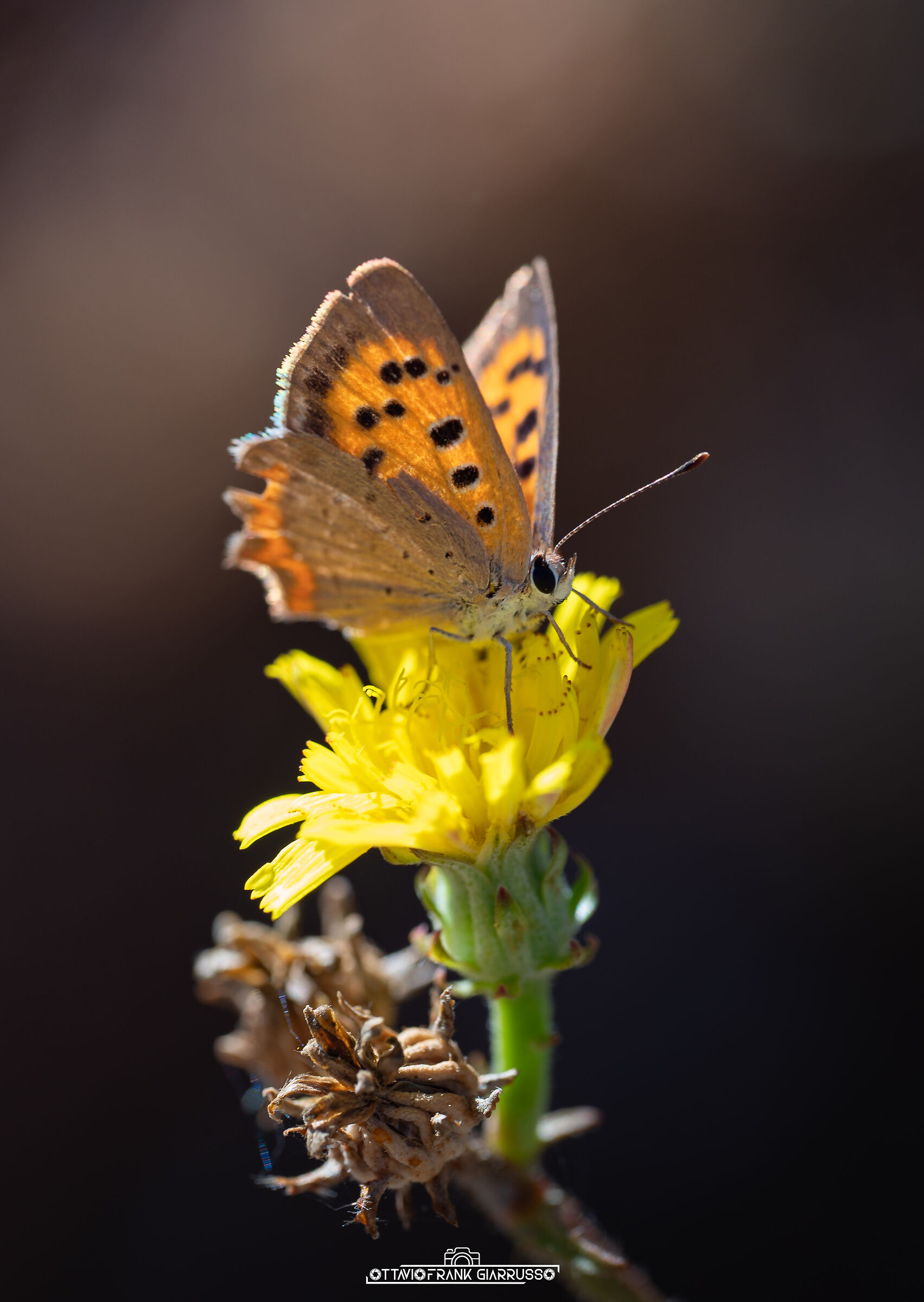 Lycaenidae Anapo 09/2025