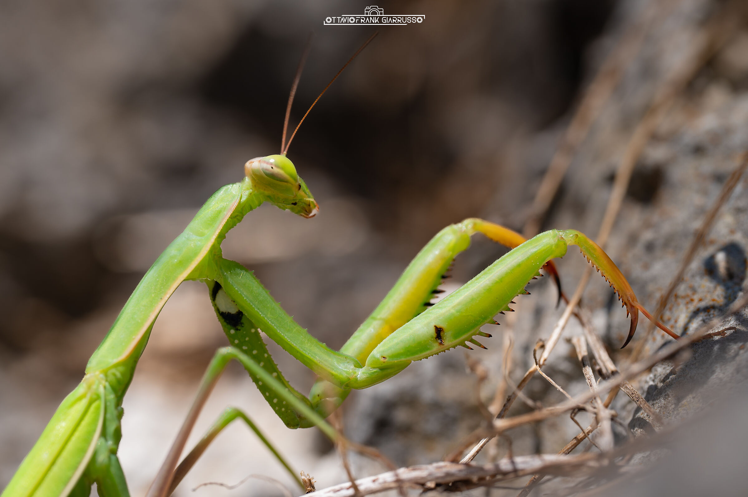 Mantis religiosa Anapo 09/2025