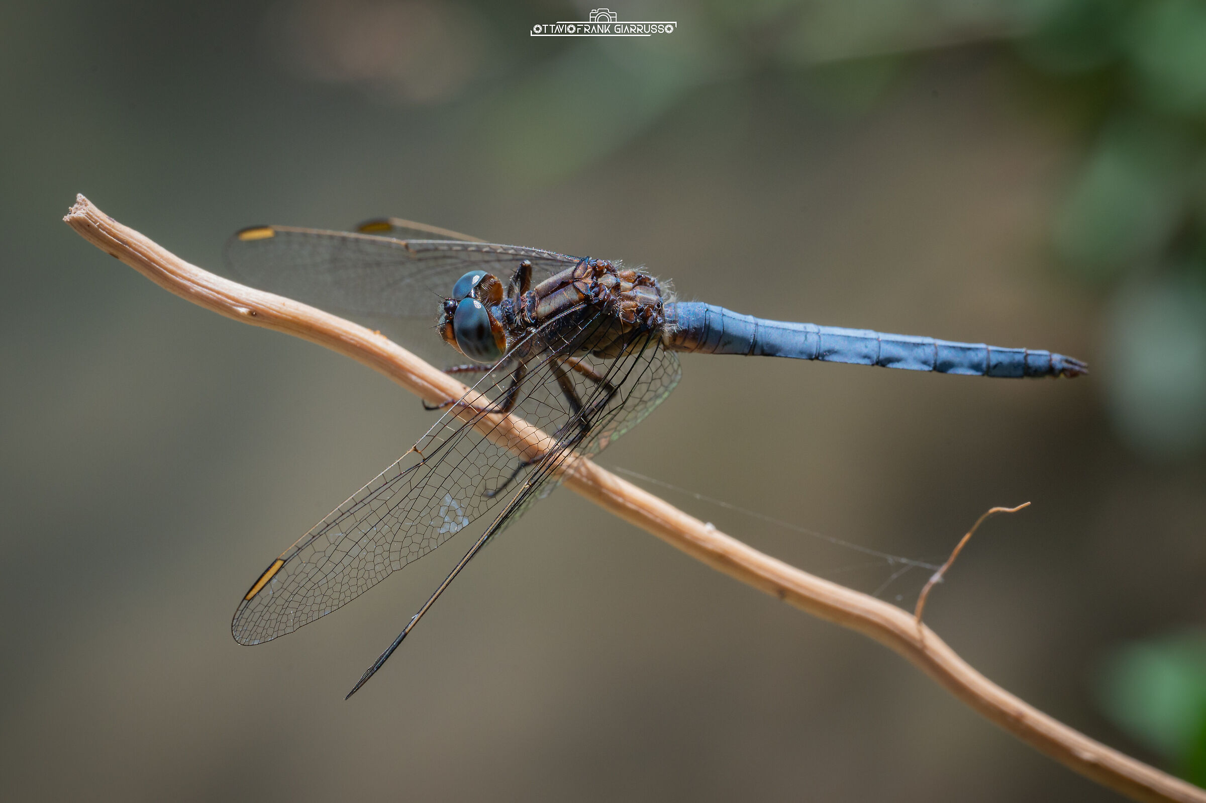Orthetrum coerulescen