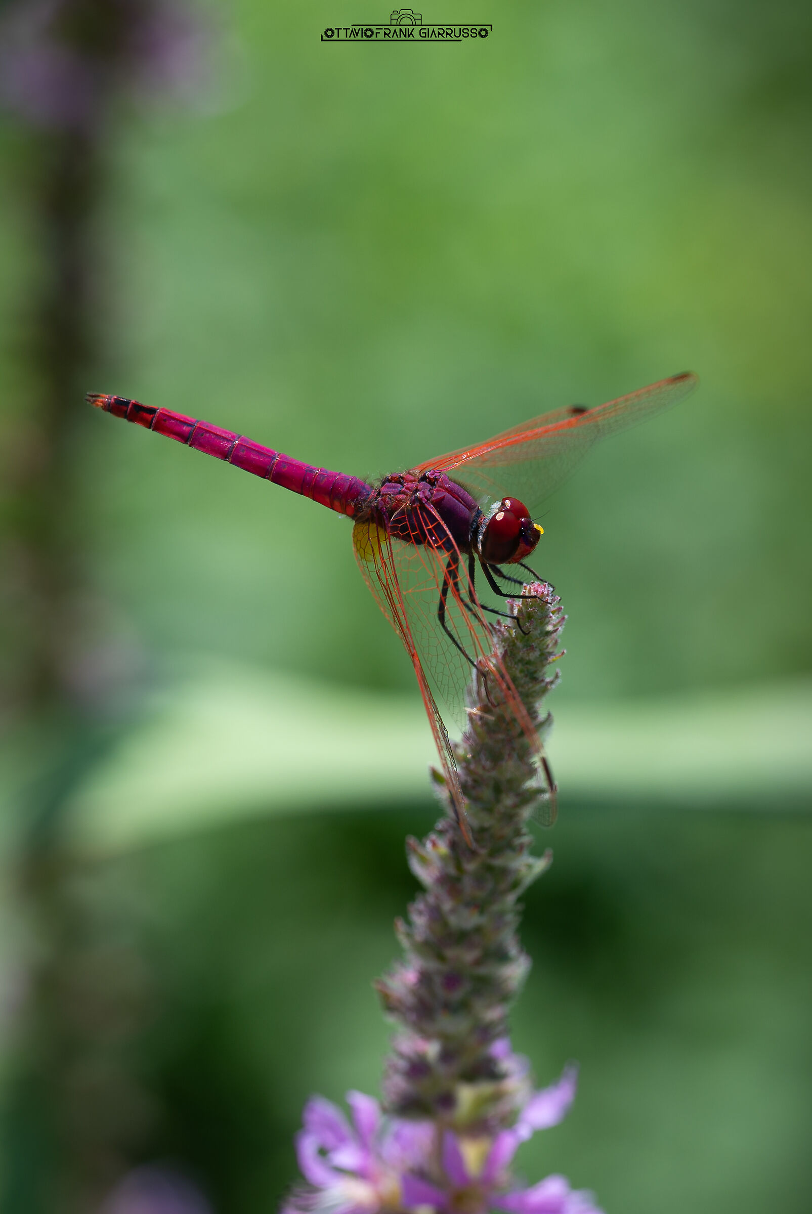 Trithemis annulata