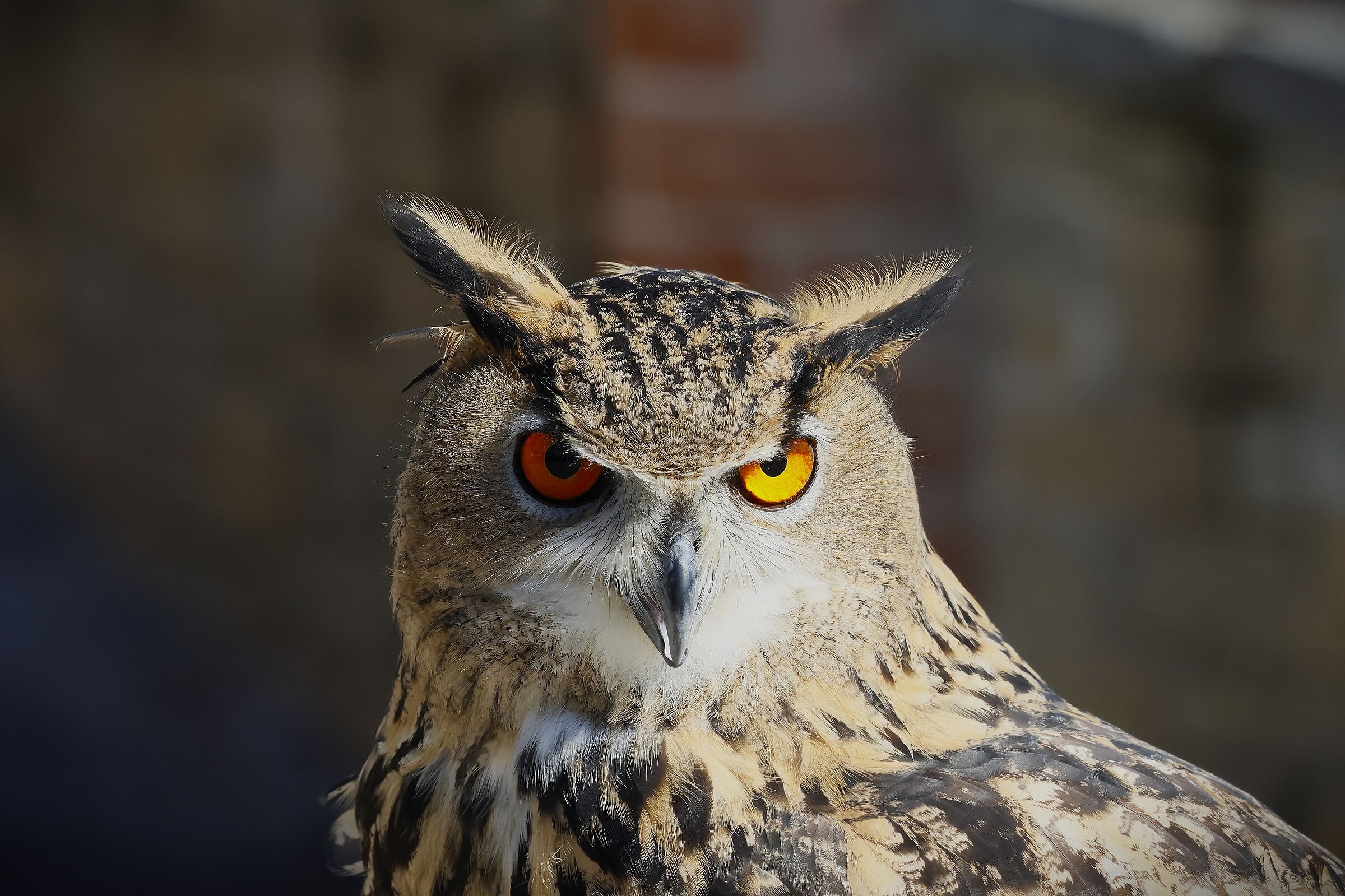 but how beautiful is the Eagle Owl!!