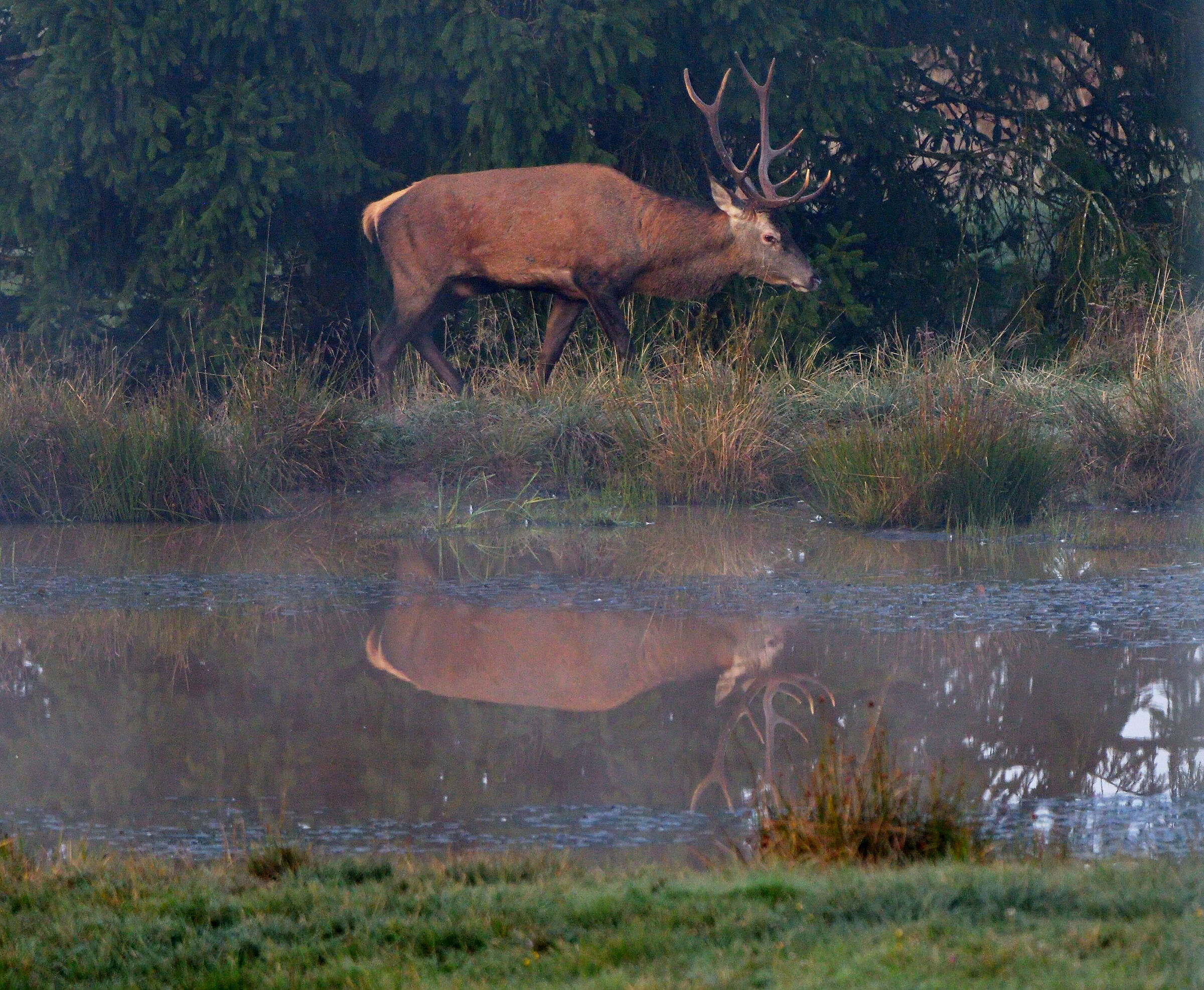Deer in the mirror
