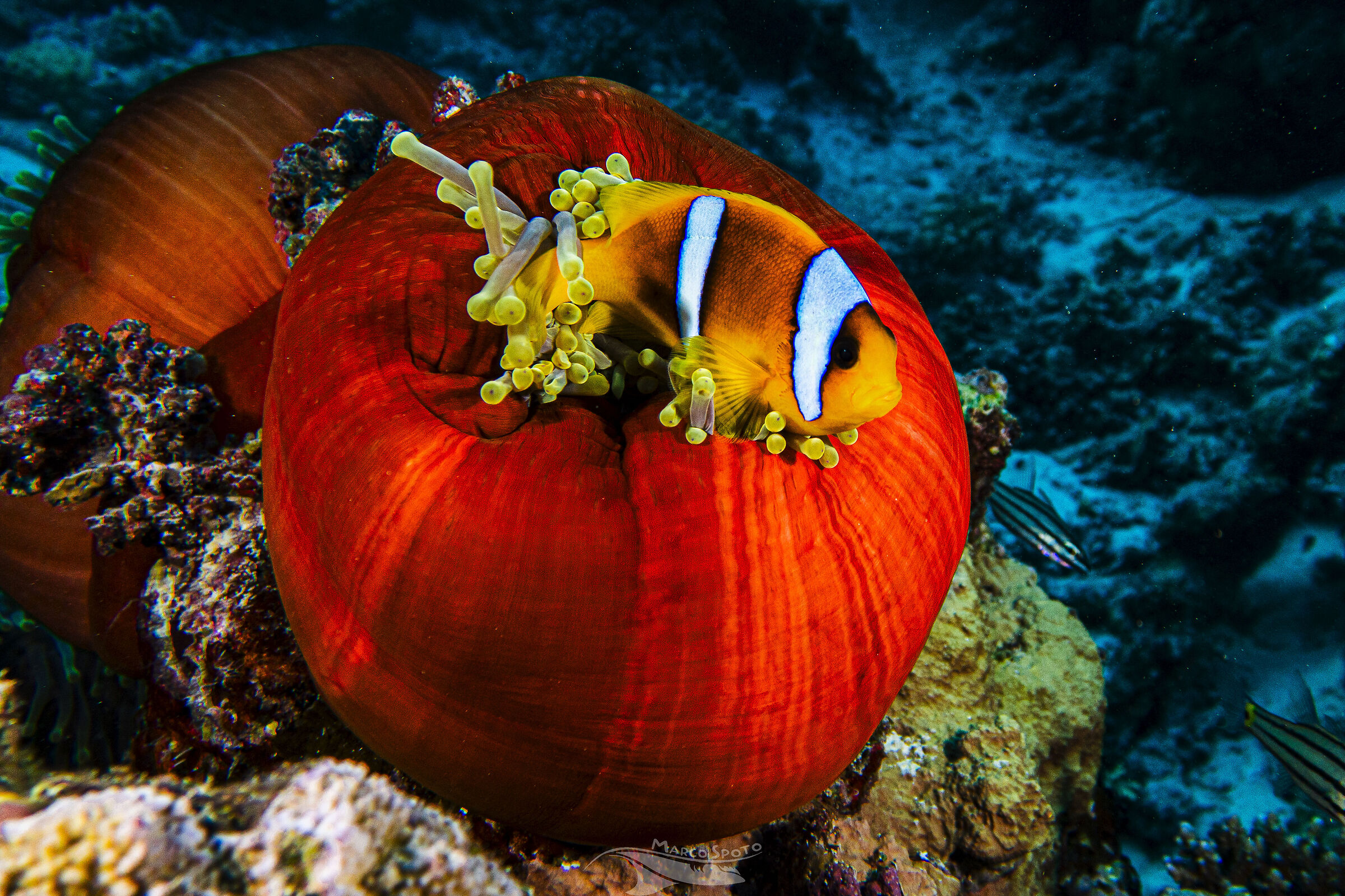 Pesce pagliaccio Mar rosso