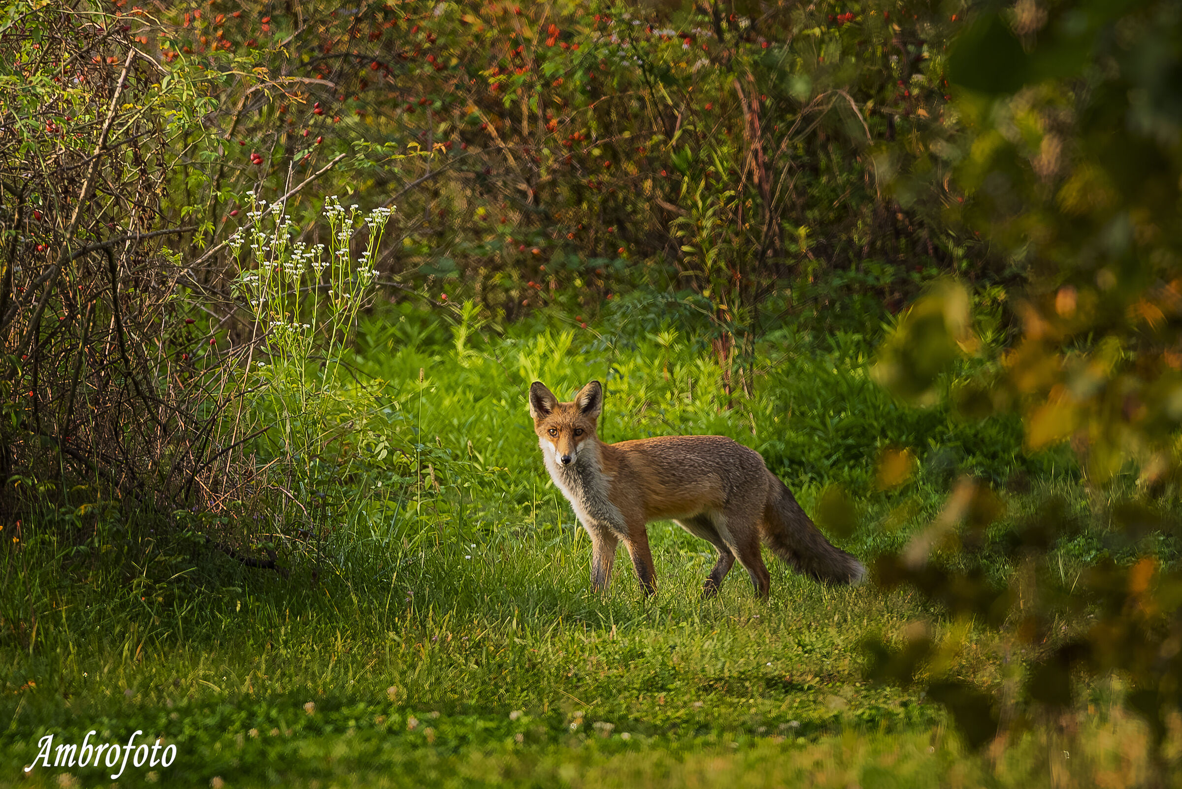 Volpe d'autunno