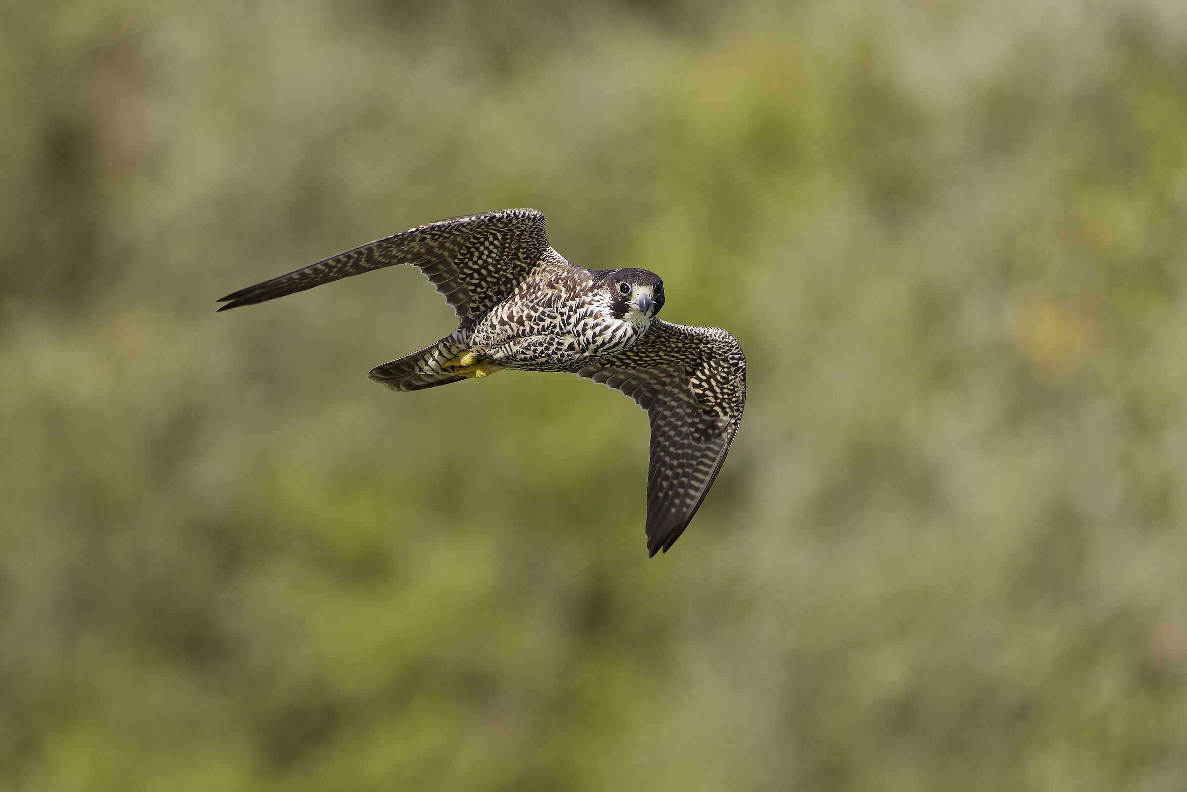 Peregrine falcon hunting