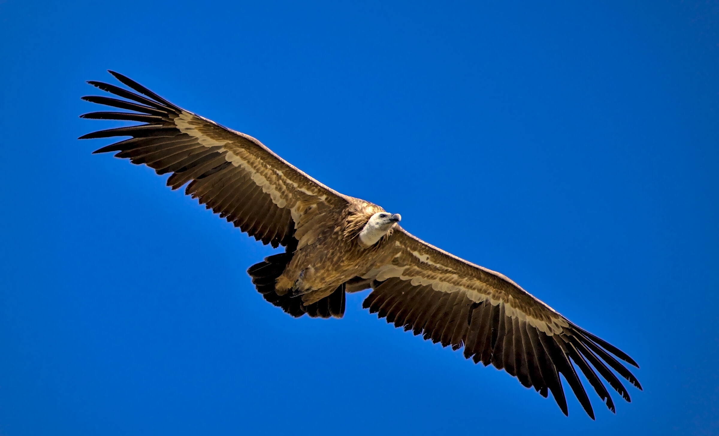 Griffin
