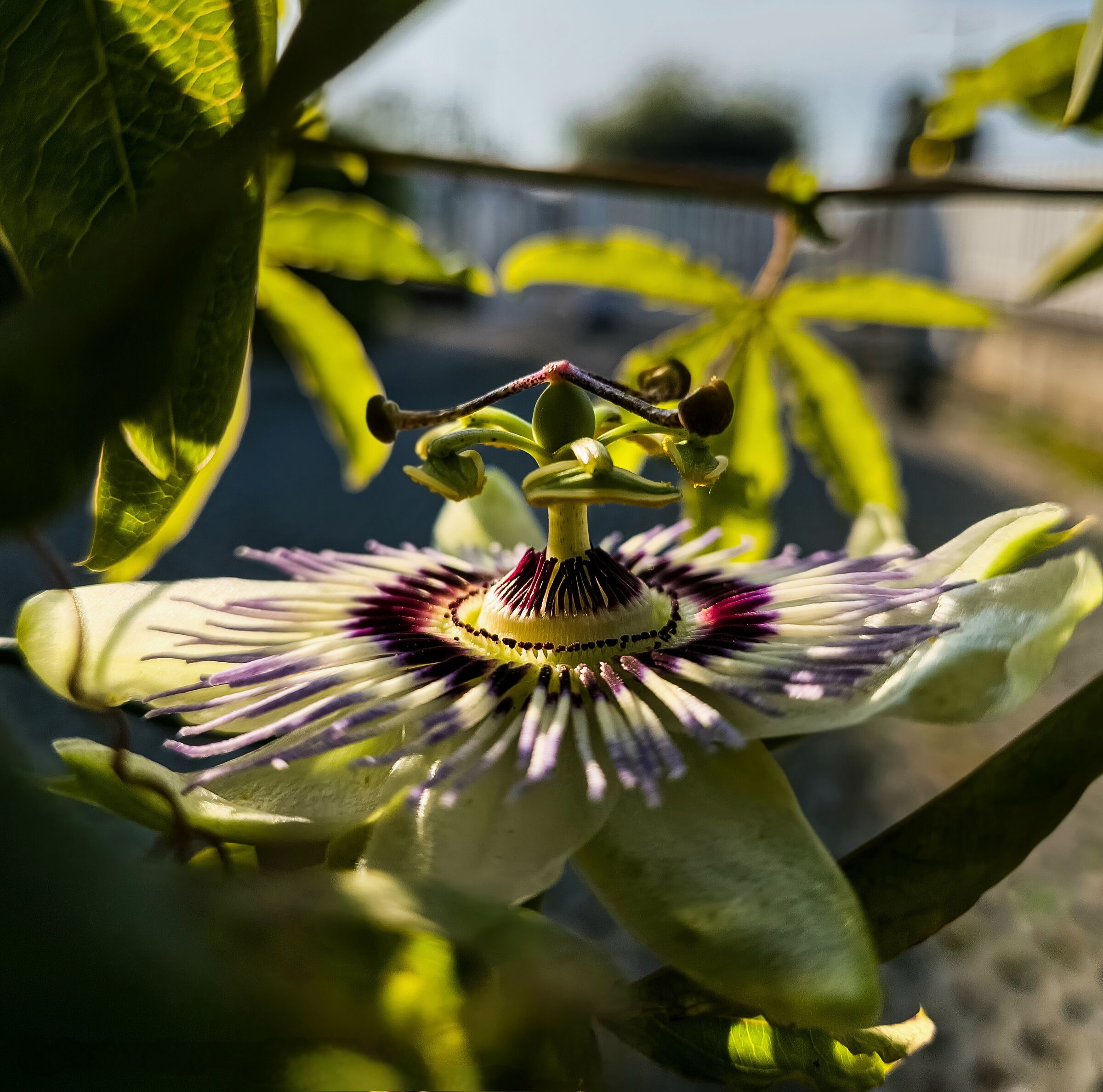 Passionflower