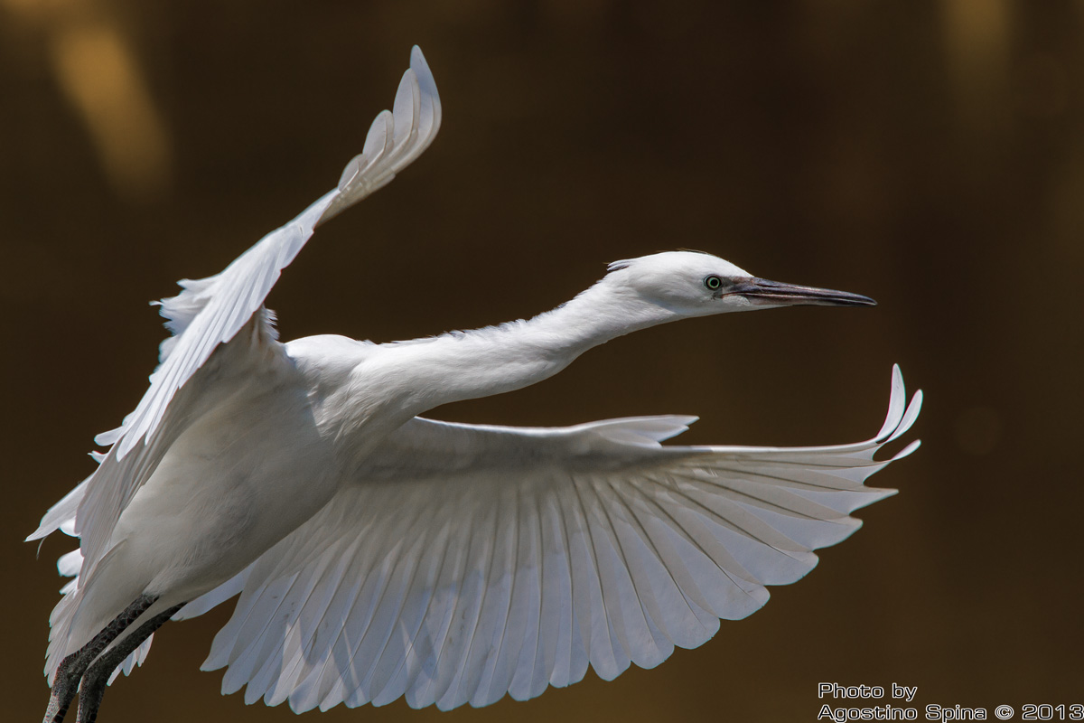 young egret
