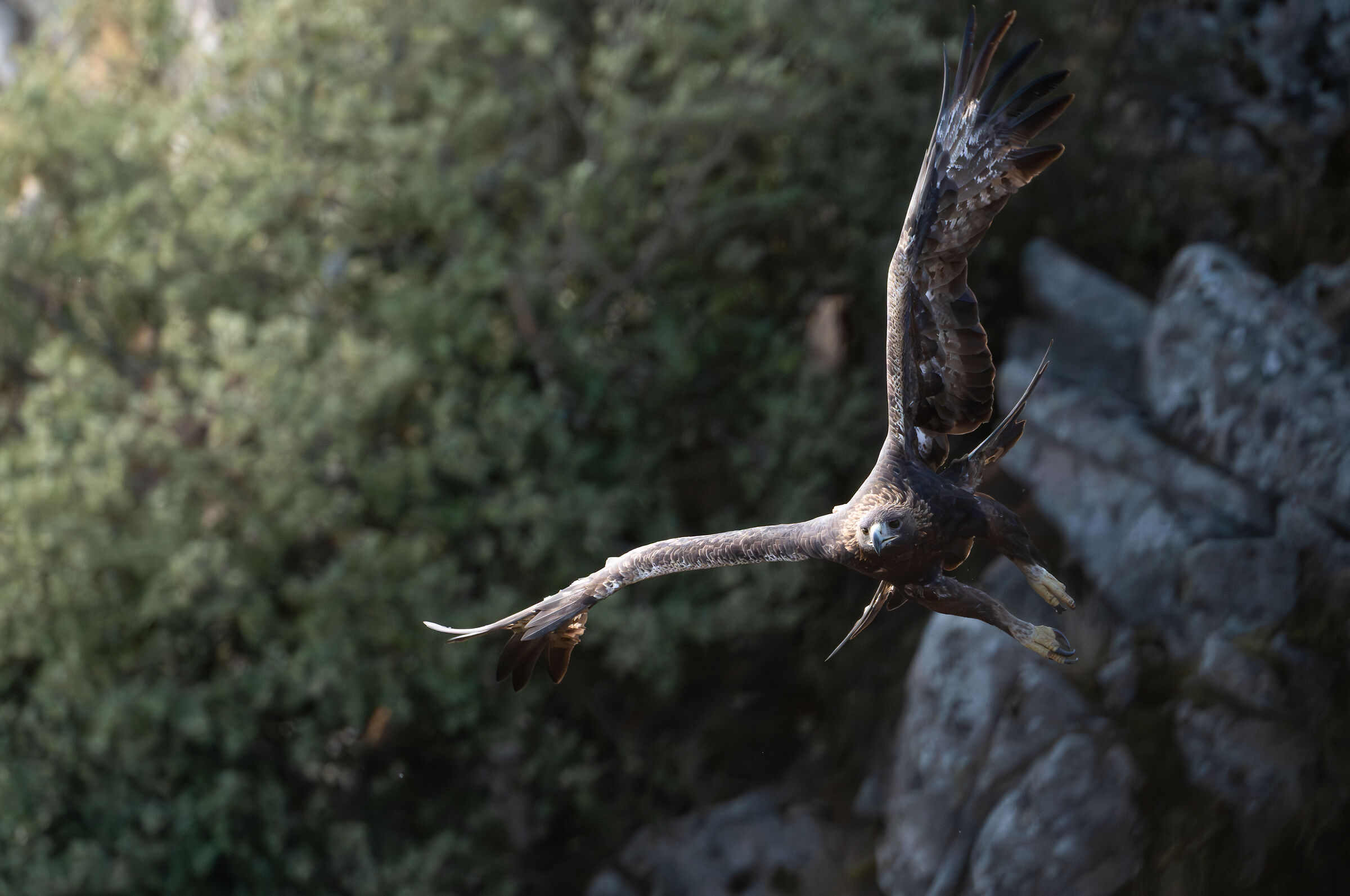 Aquila reale sarda