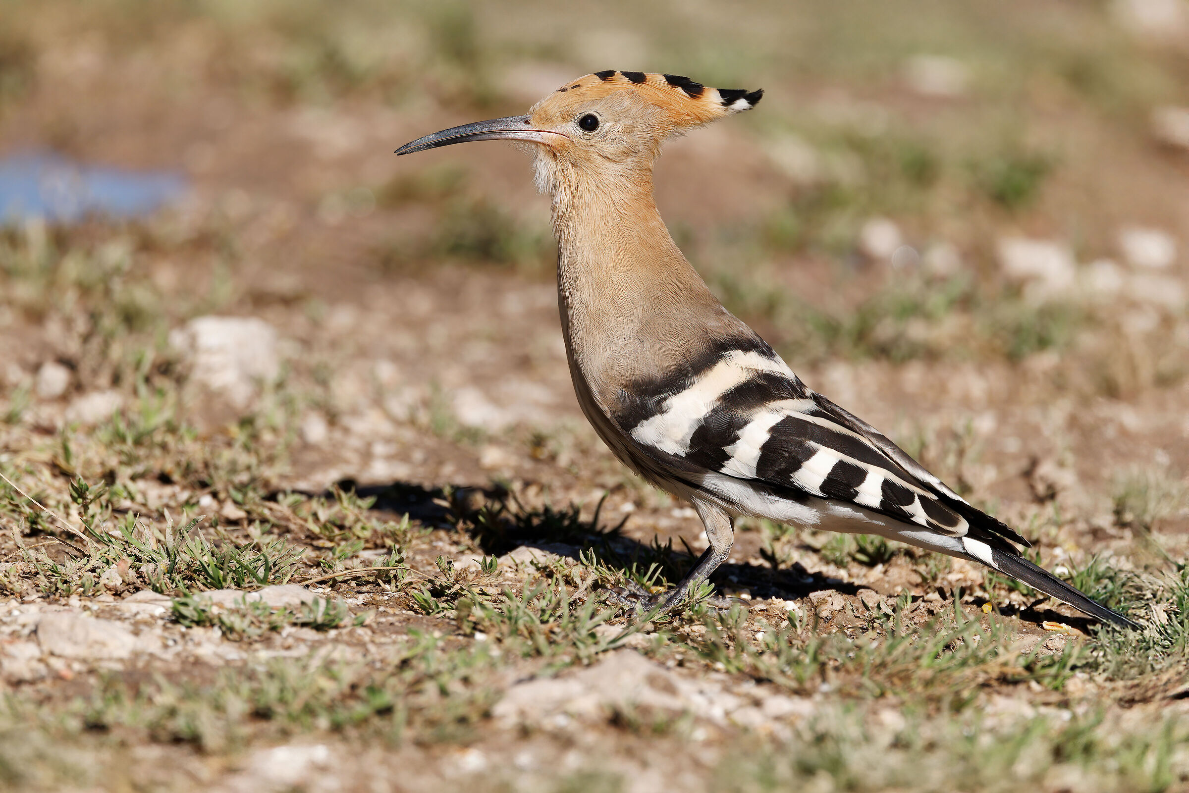 Upupa (Upupa epops)