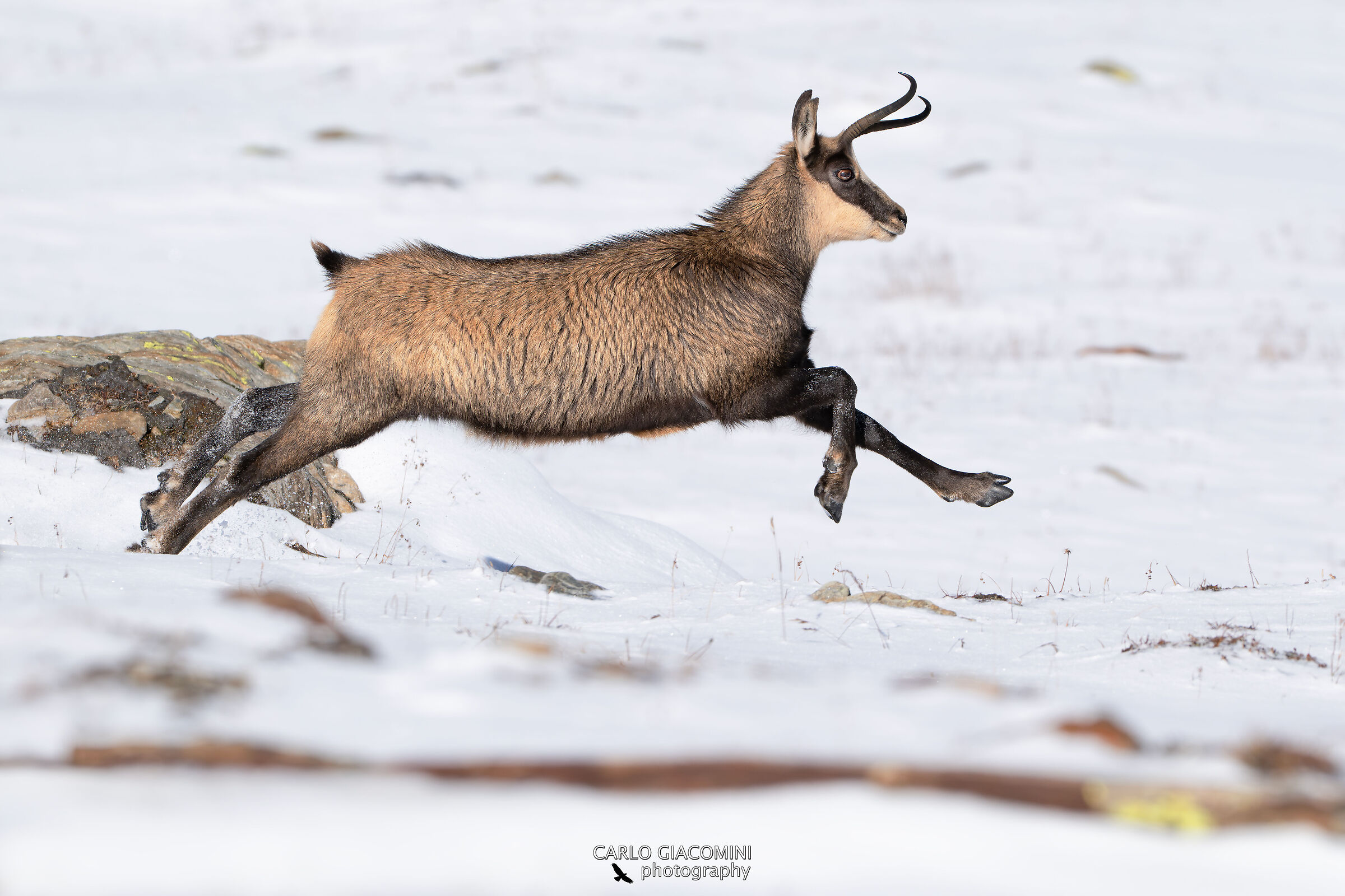 Camoscio rampante