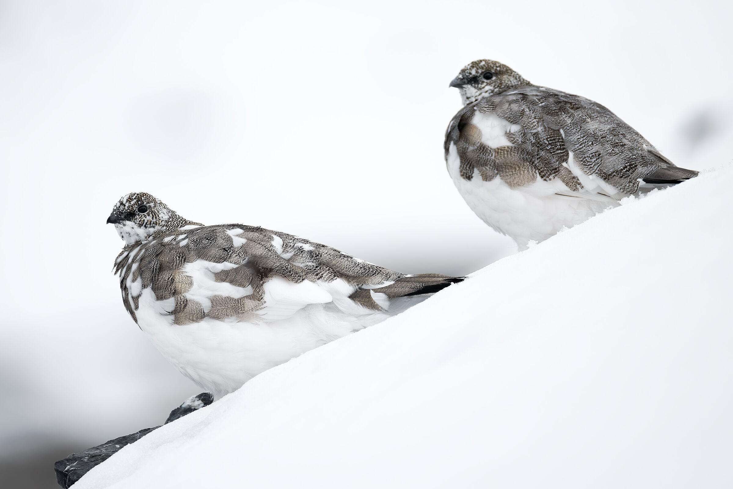 Su pendii innevati