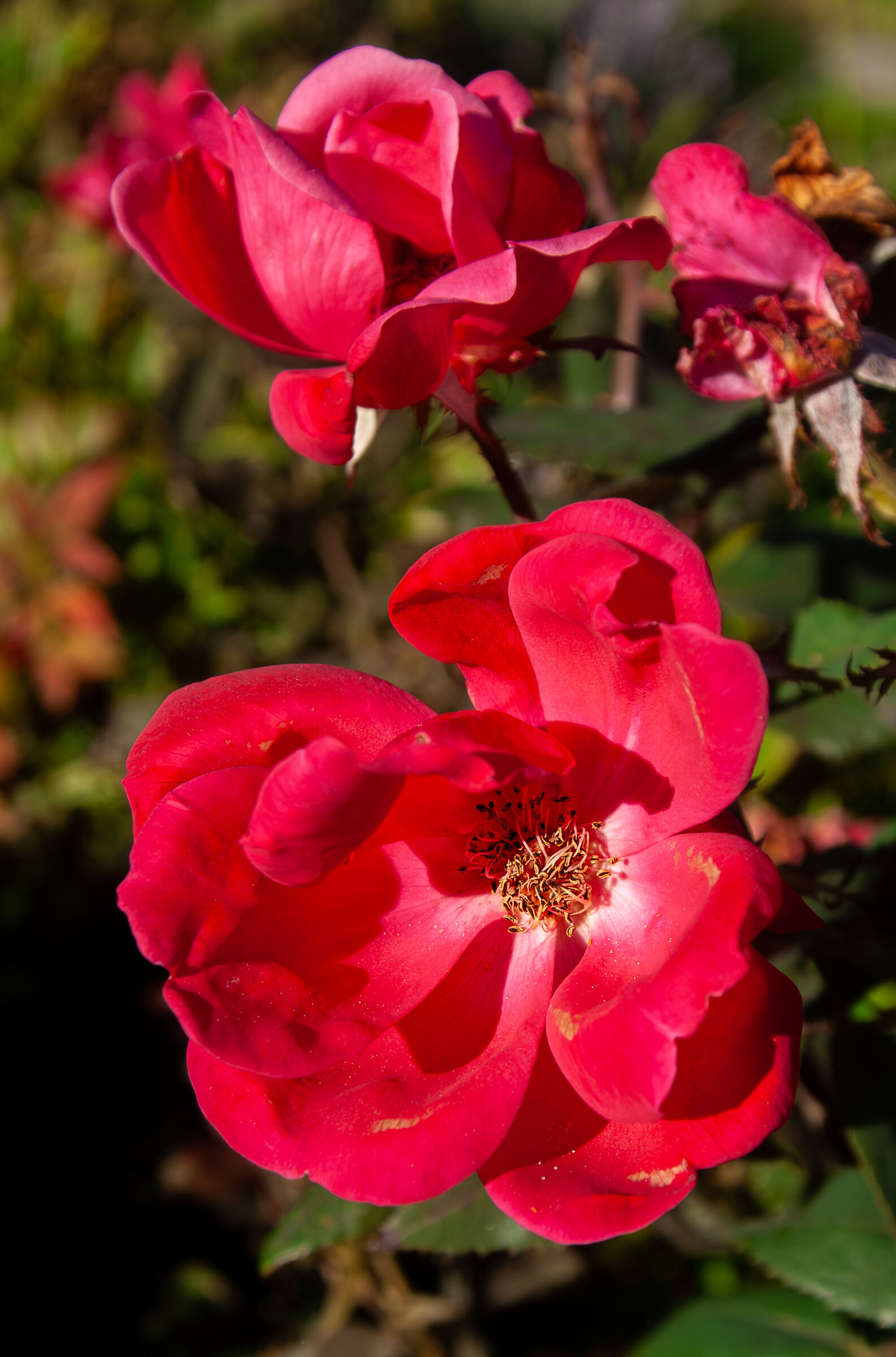 Pentax *ist D with 18 35 AL