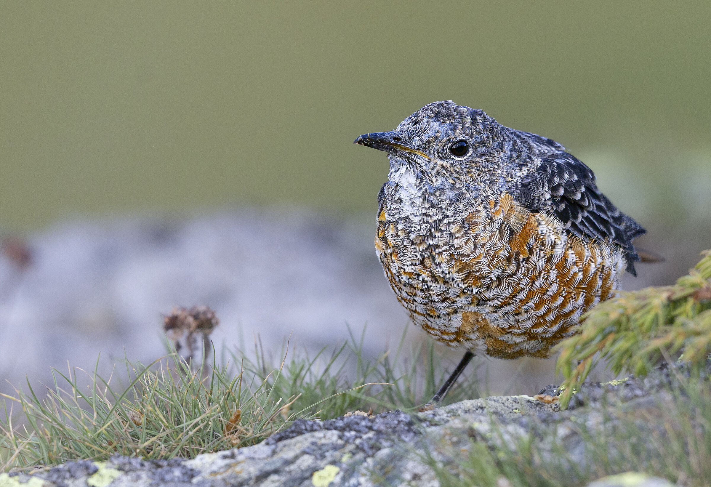 Redstart M in eclipse, September 2025