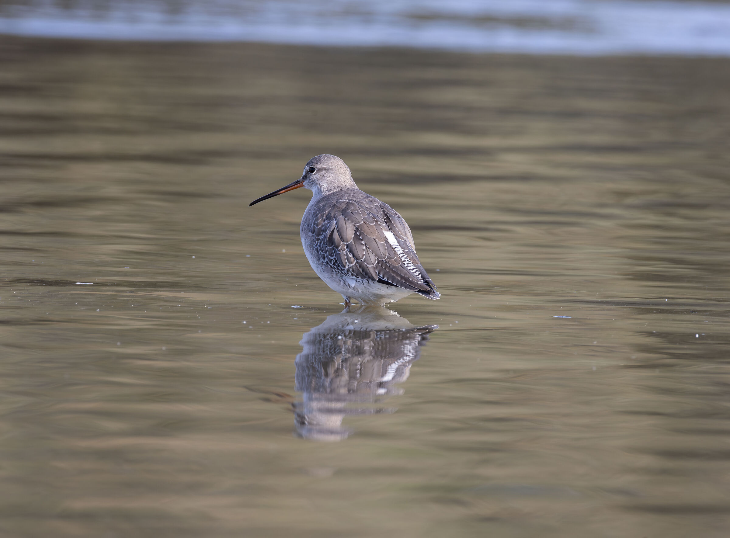 Totano Moro. Reflections